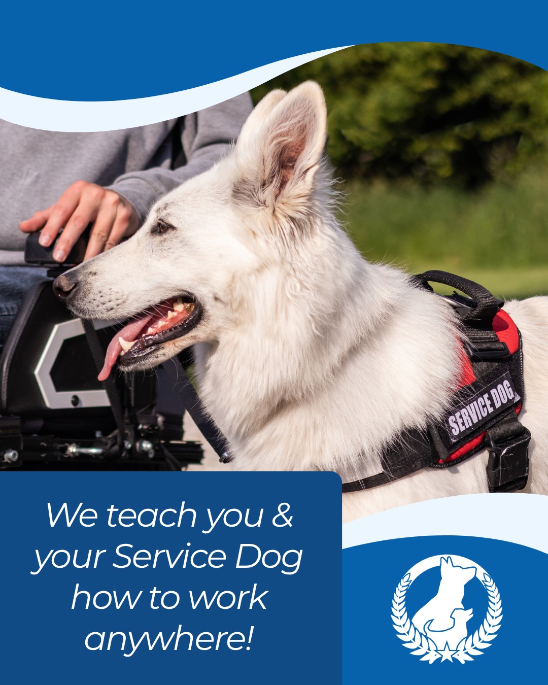 It's still National Service Dog Month. We can teach your pup what they need to be your Service Dog. Reach out today to learn how your pup could assist you and be your service dog! 