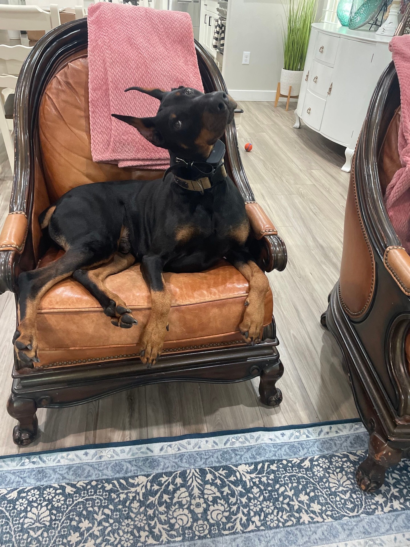 Goose is another member of our pack making major progress! 