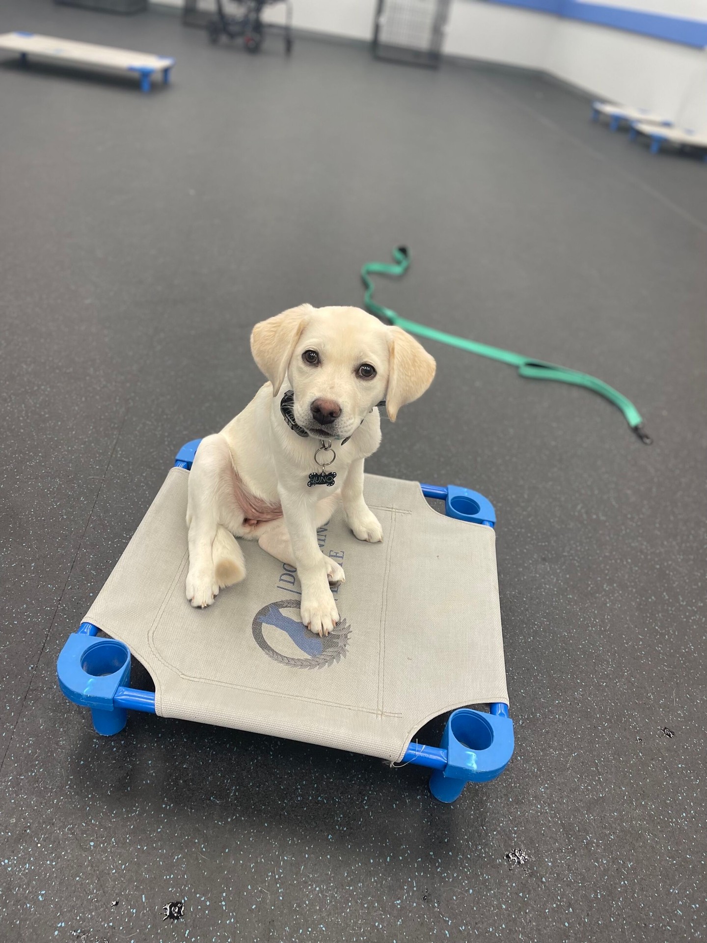 Juno has been doing wonderfully at her boot camp this week! 