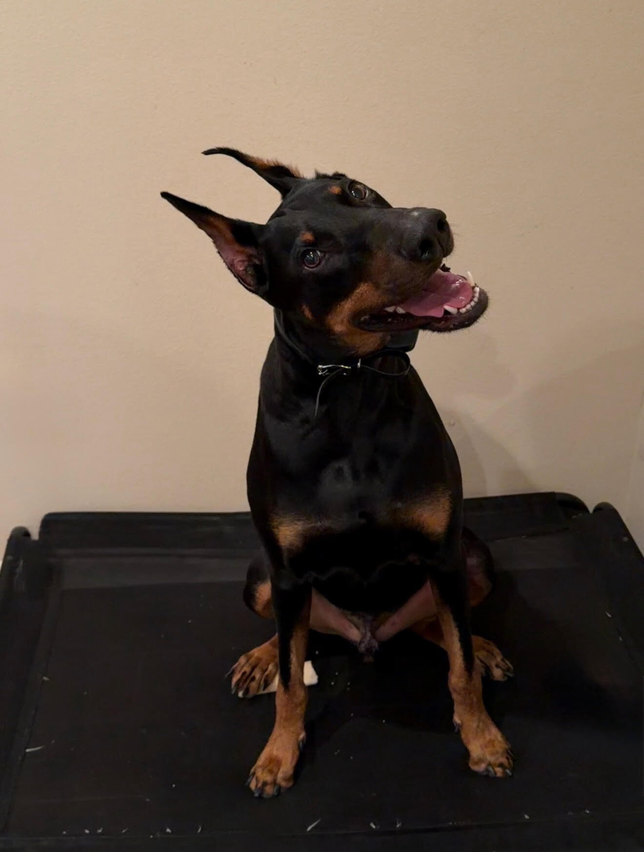 Goose has come SO far in his training journey! 