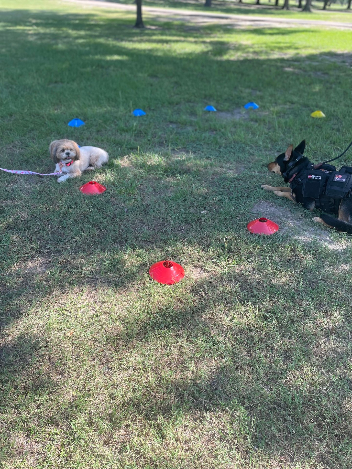 Group class is the best place to get your dogs training to an ELITE level. 