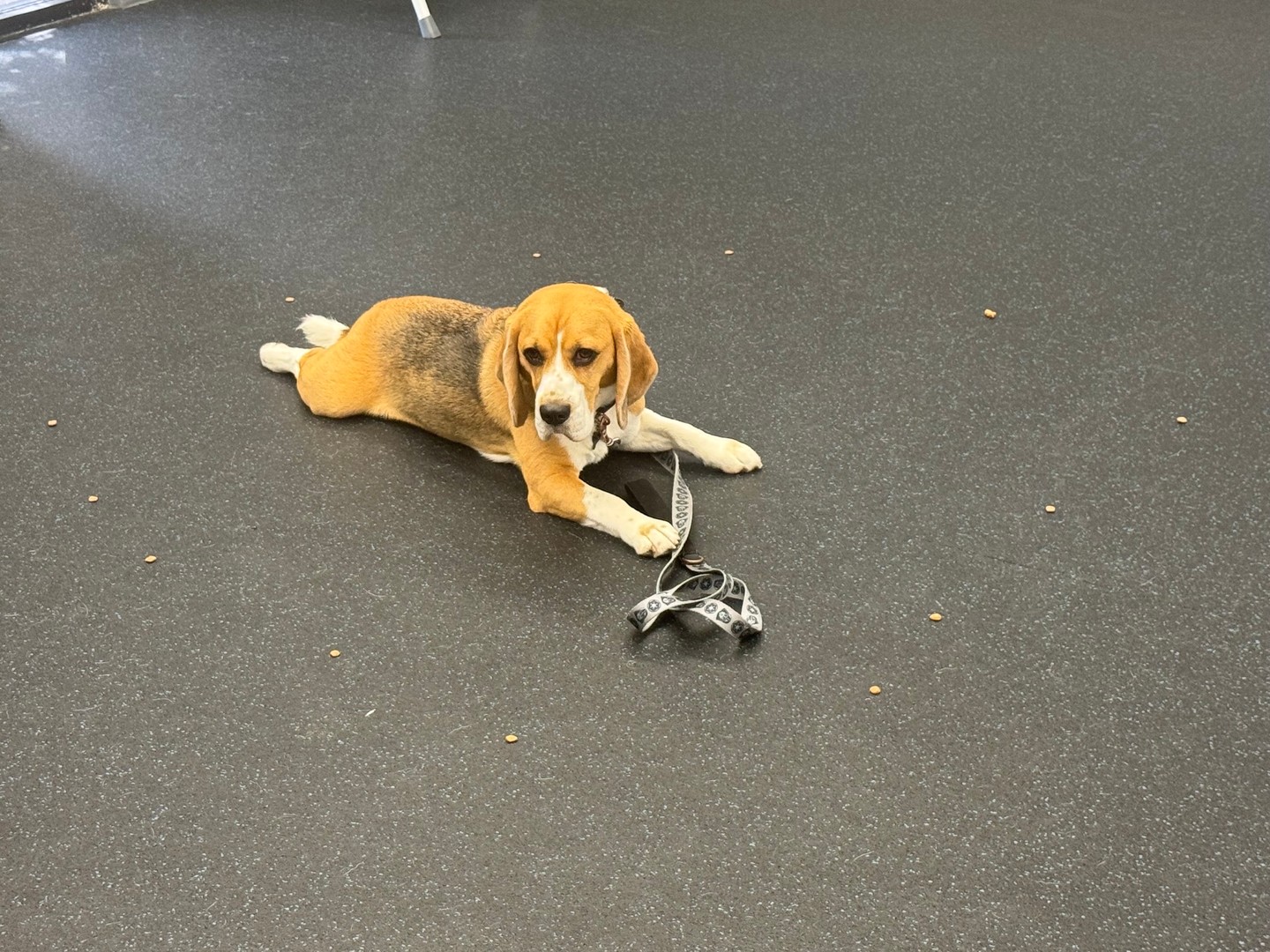 Can your pup be surrounded by treats and avoid them while holding commands? 