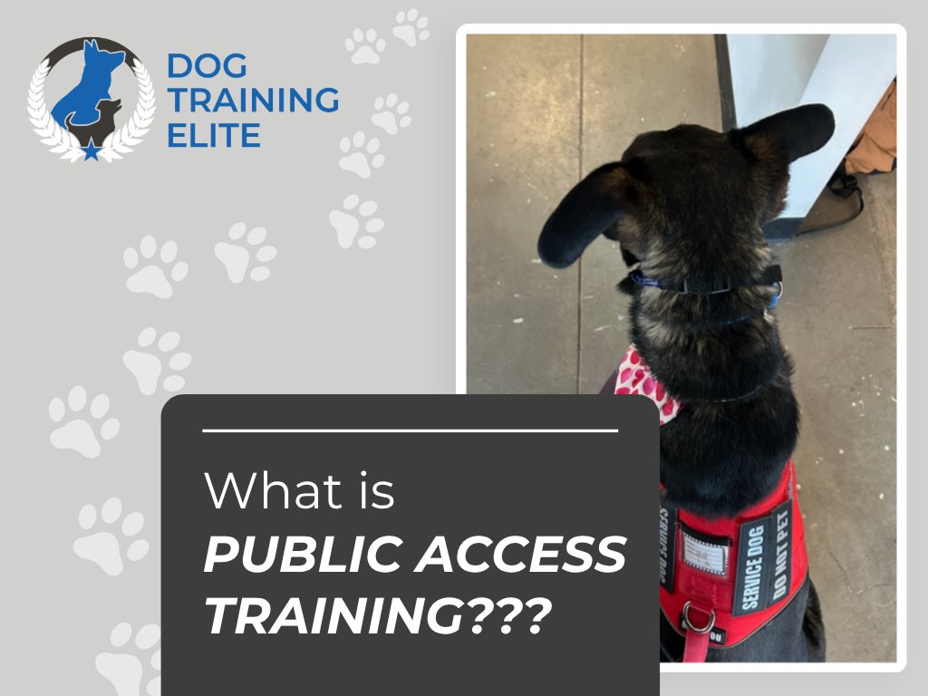 Public access practice is something that all Service Dogs need to master. Public access practice is where you learn that you can trust your dog in every real world scenario! 