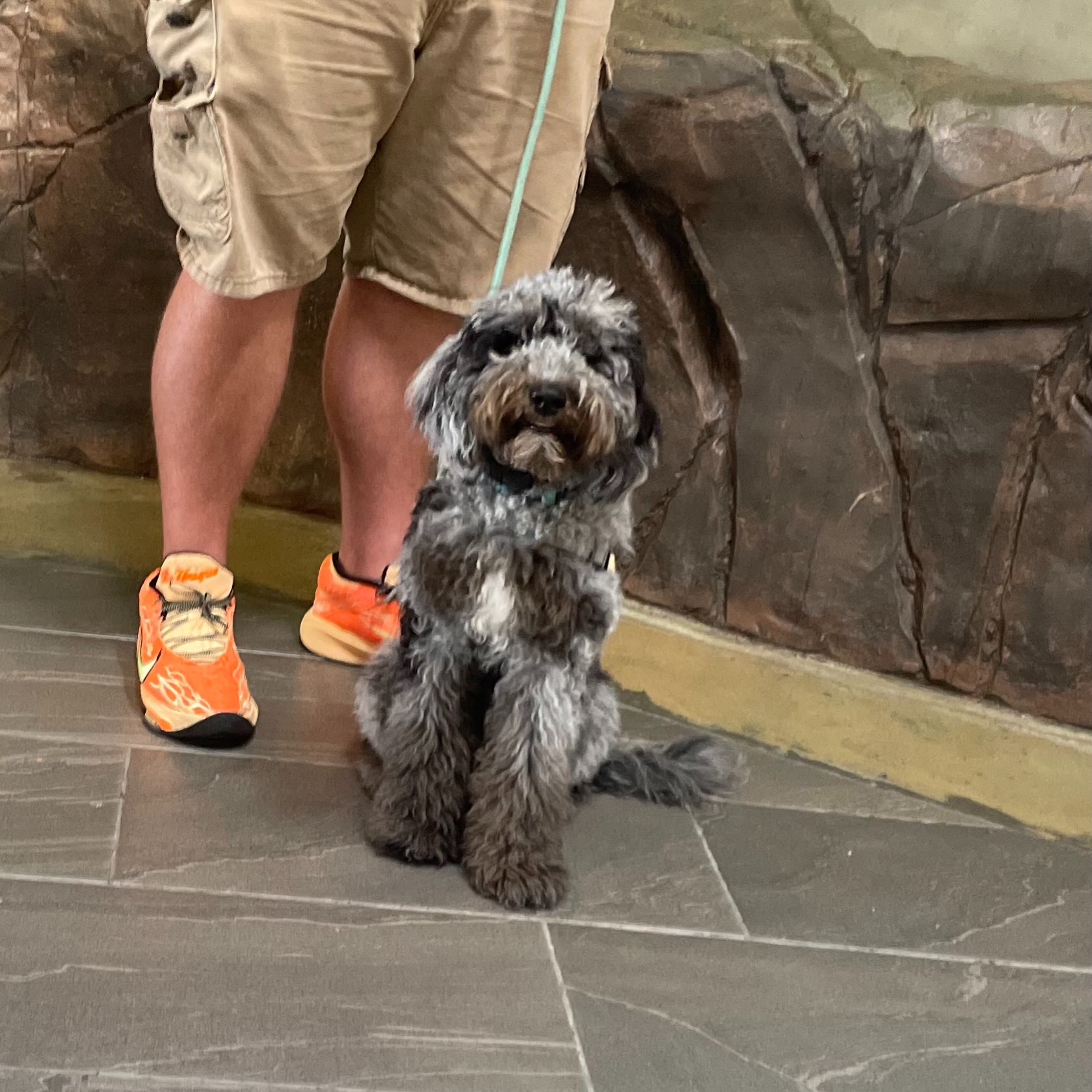 Frannie has come so far! She&rsquo;s working on her public access skills before moving on to task training! 