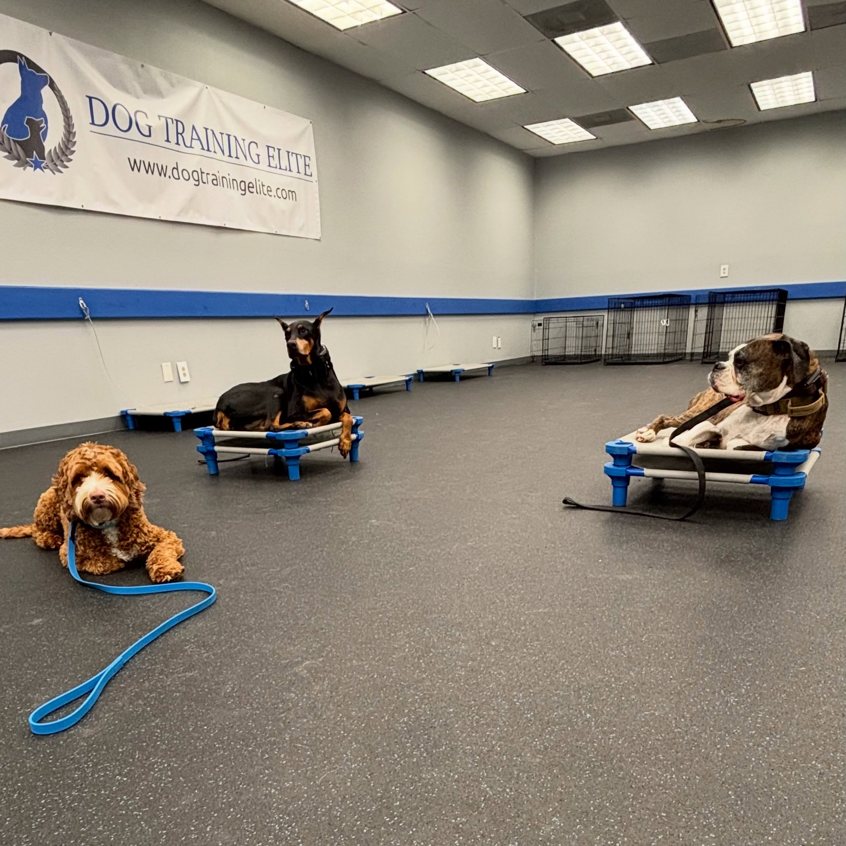 Our bootcamp pups learn impulse control quickly but the work doesn&rsquo;t end there. Making sure your pup will do the same thing for YOU is the next step (in every situation). We are there every step of the journey. 