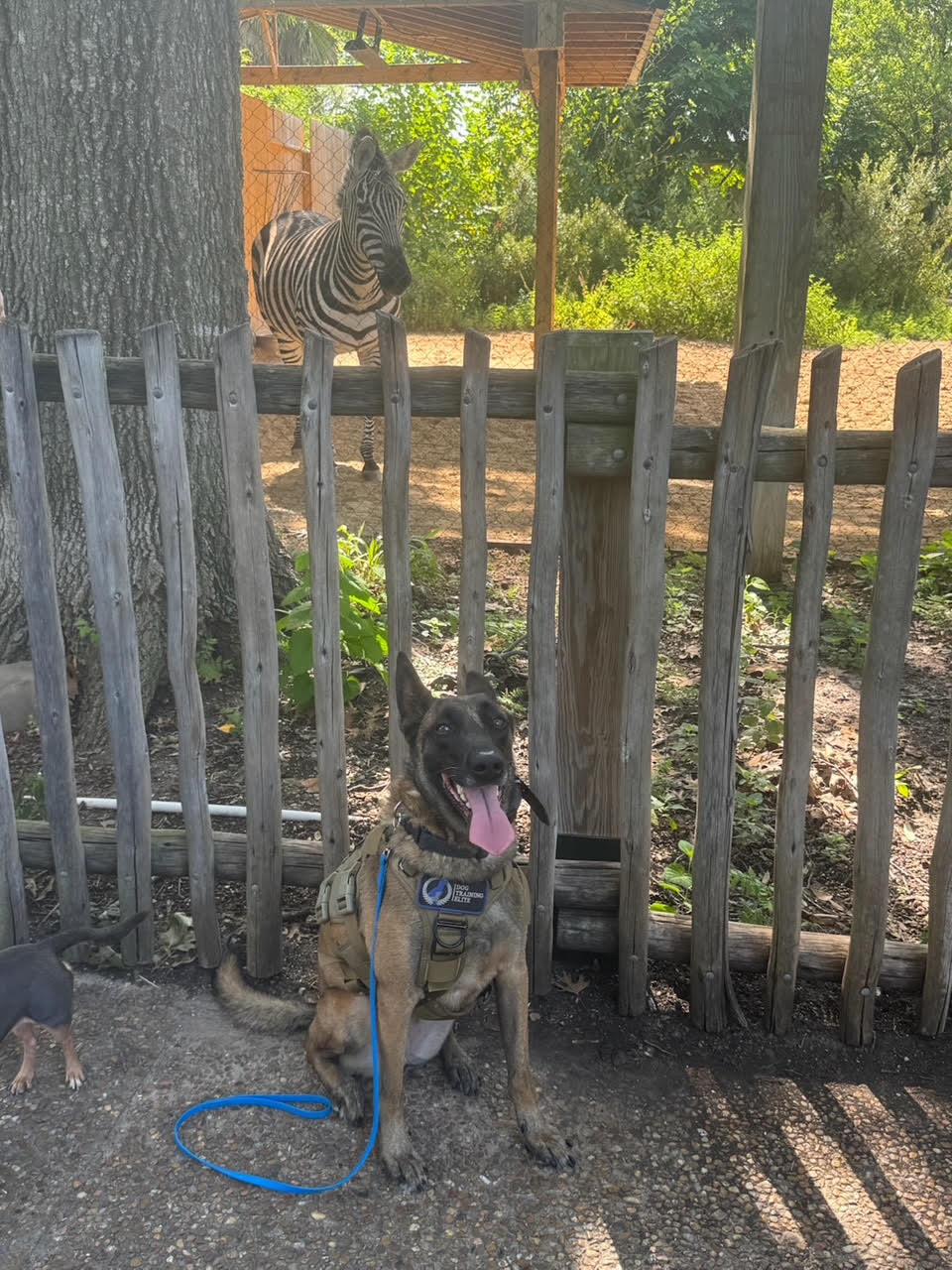We went to the zoo with our service dogs! 