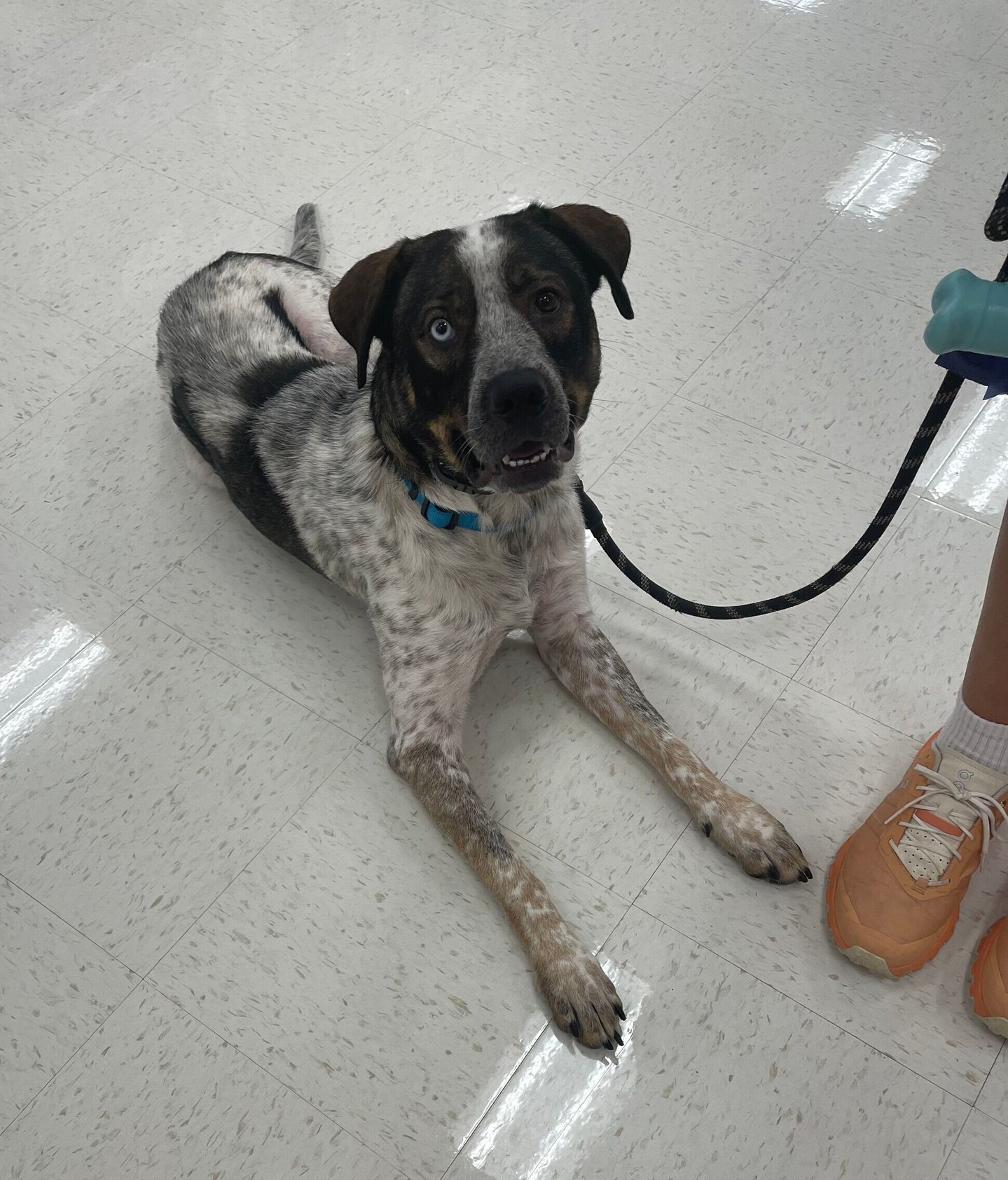 Heterochromia (having eyes of different colors) is relatively rare across the entire dog population but we have lots of the dogs in our pack with it! We love to see it. 