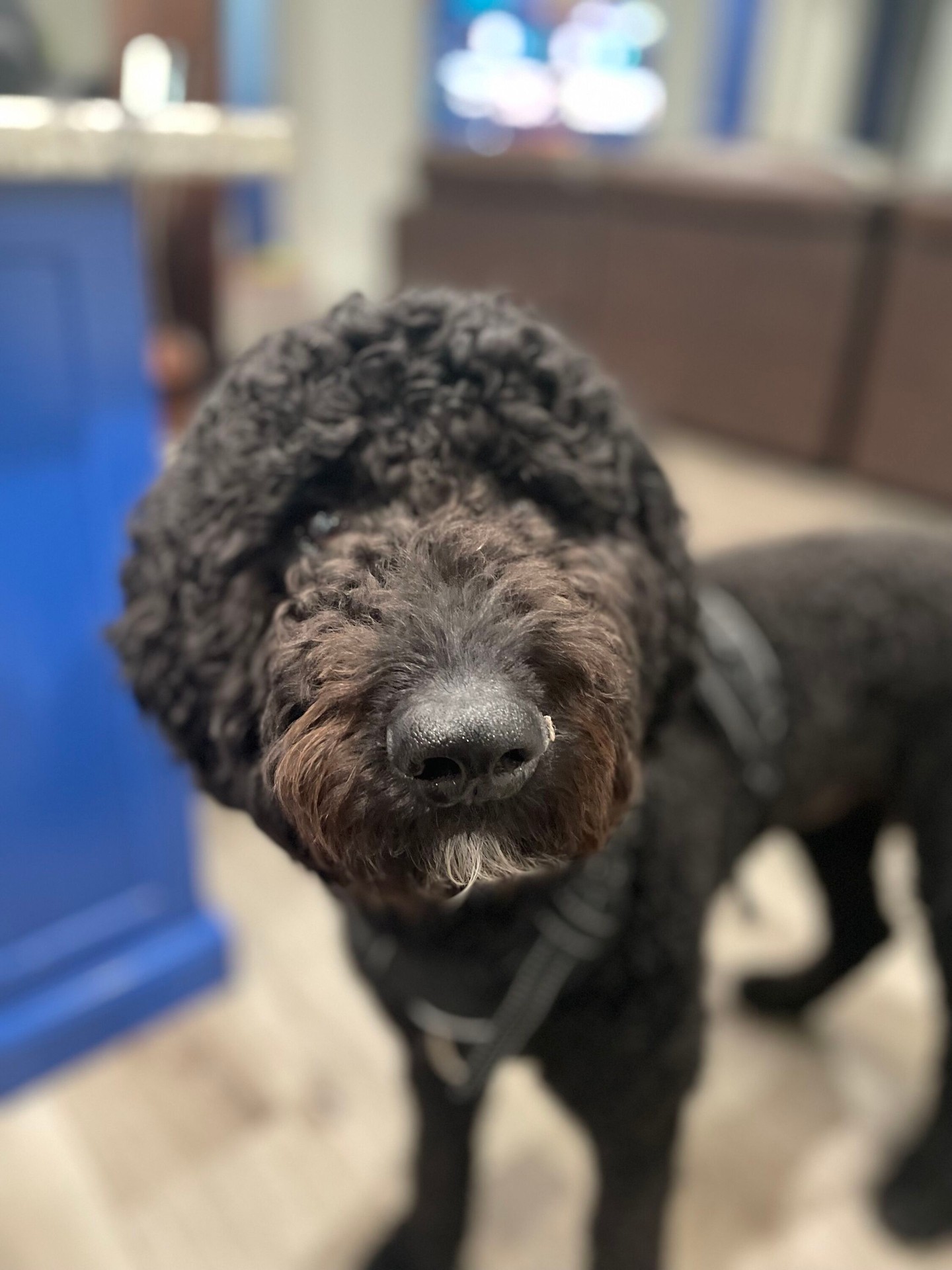 This is Murphy! He's a great member of our pack! 