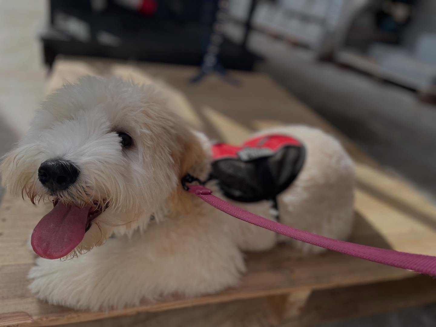 🐕‍🦺 Brier did an excellent job with us while at her bootcamp! We can’t wait to see her helping her owner regularly! mobilityservicedog