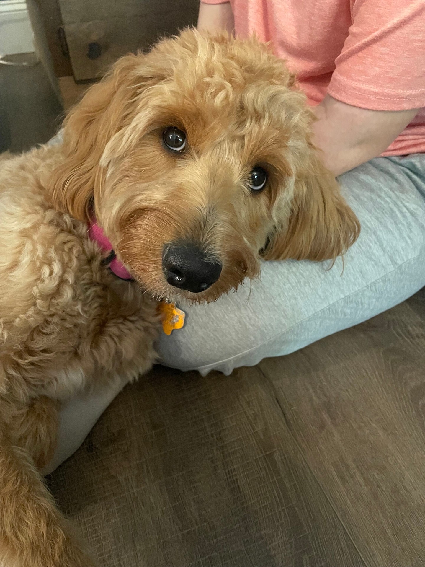Belle is working on mastering her tasks to help her family member in the best of ways. 