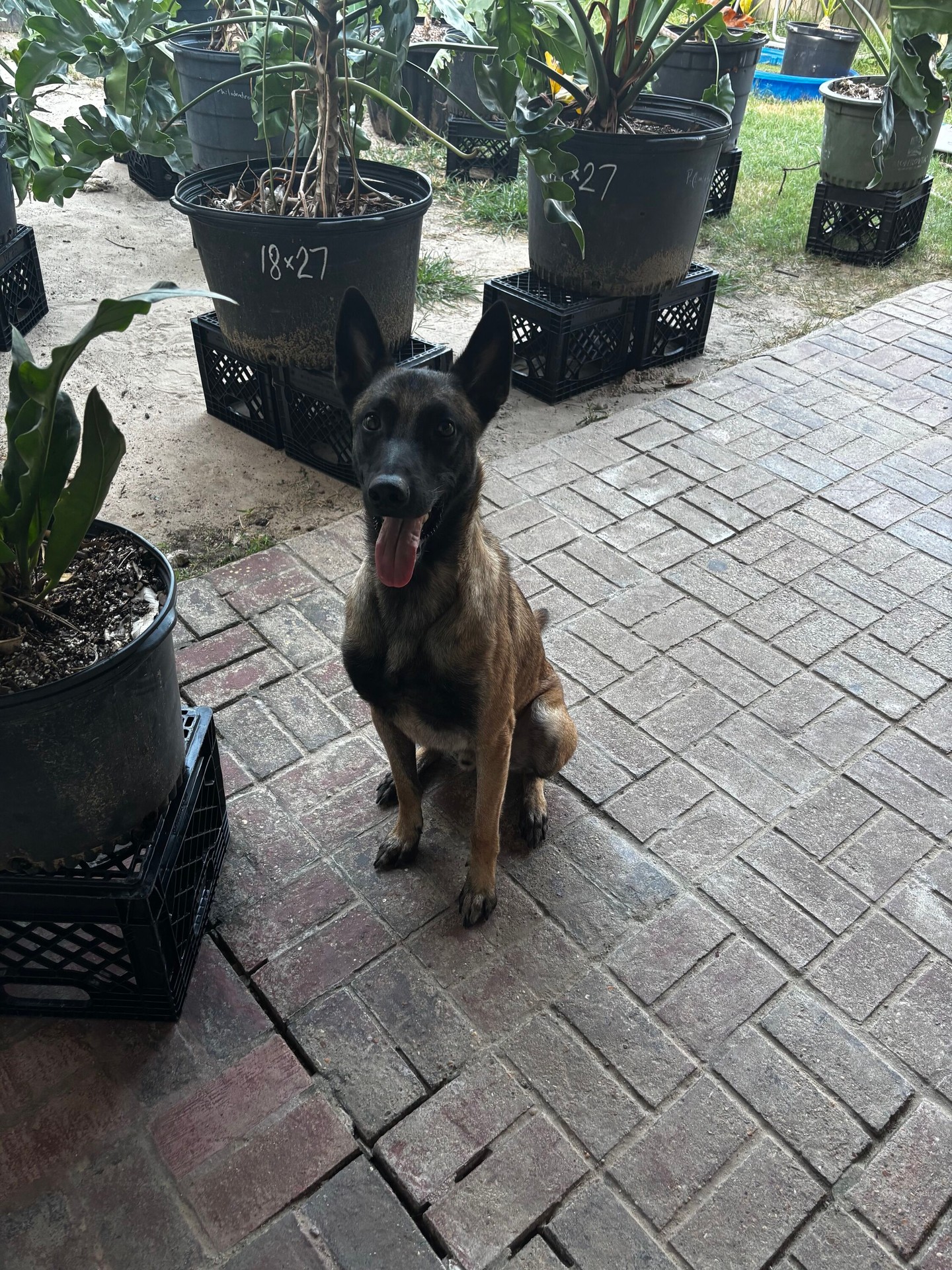 This is Knocks! He's a new member of our pack! 