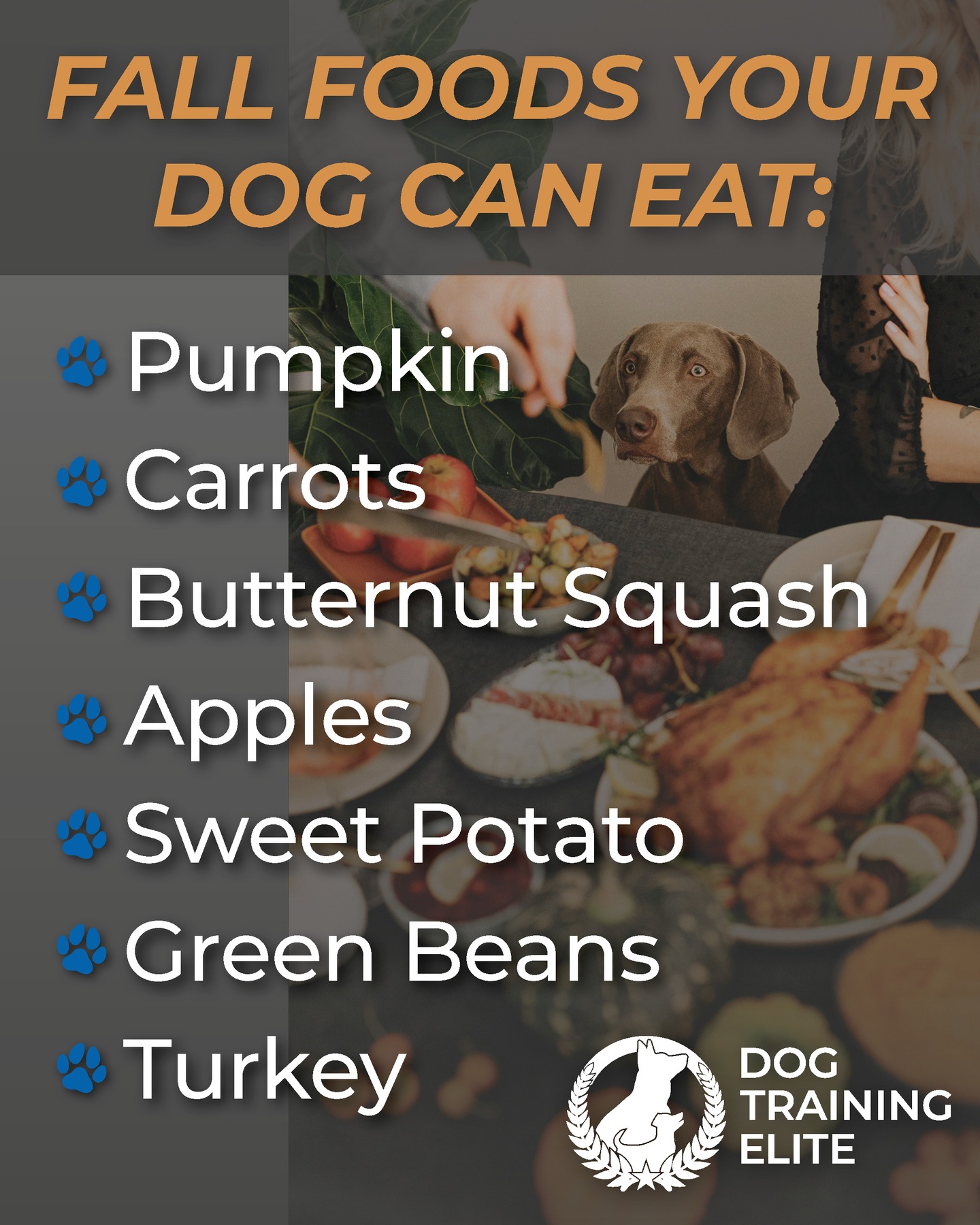 🦃 The holiday season is upon us! Here are some great snacks you can share with your pup to help them have something extra to be thankful for this season too! 