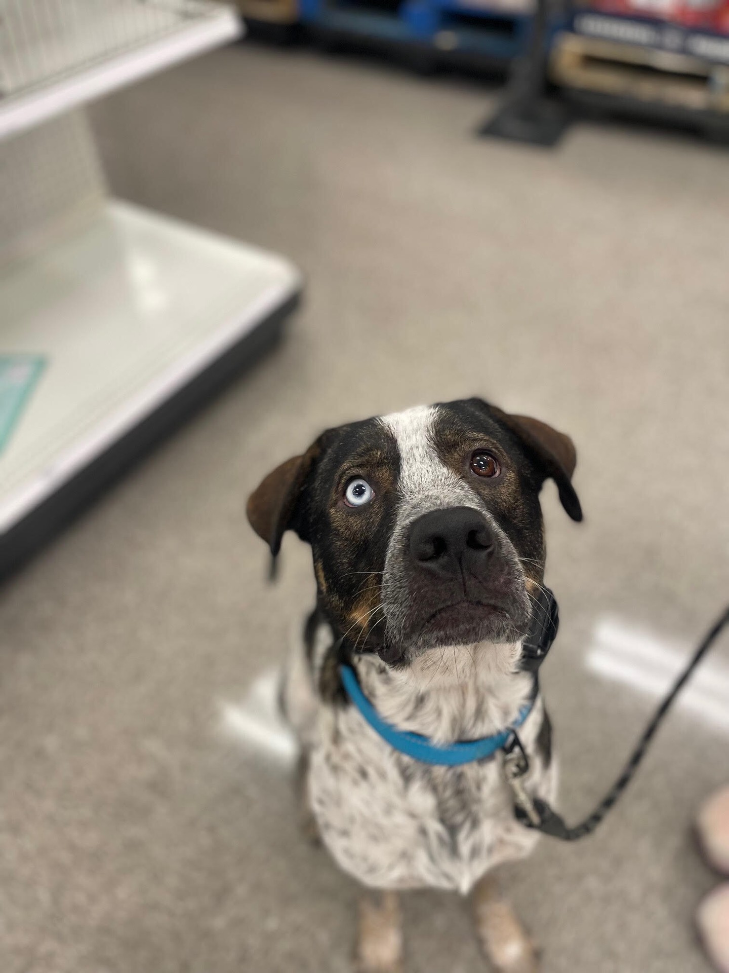 Blue is a MASTER at public access now! He's always engaged and showing just what a service dog should behave like! 