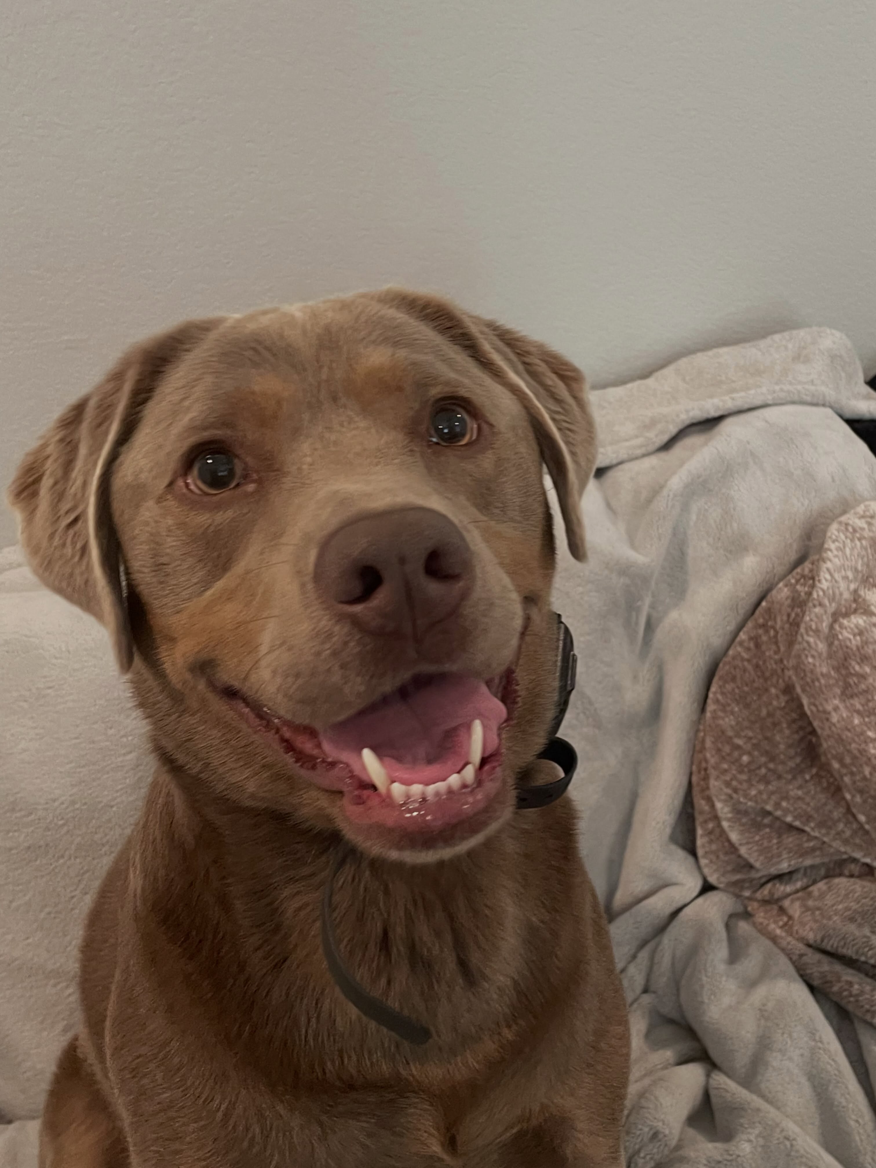 We are happy to welcome Stella to our pack! 