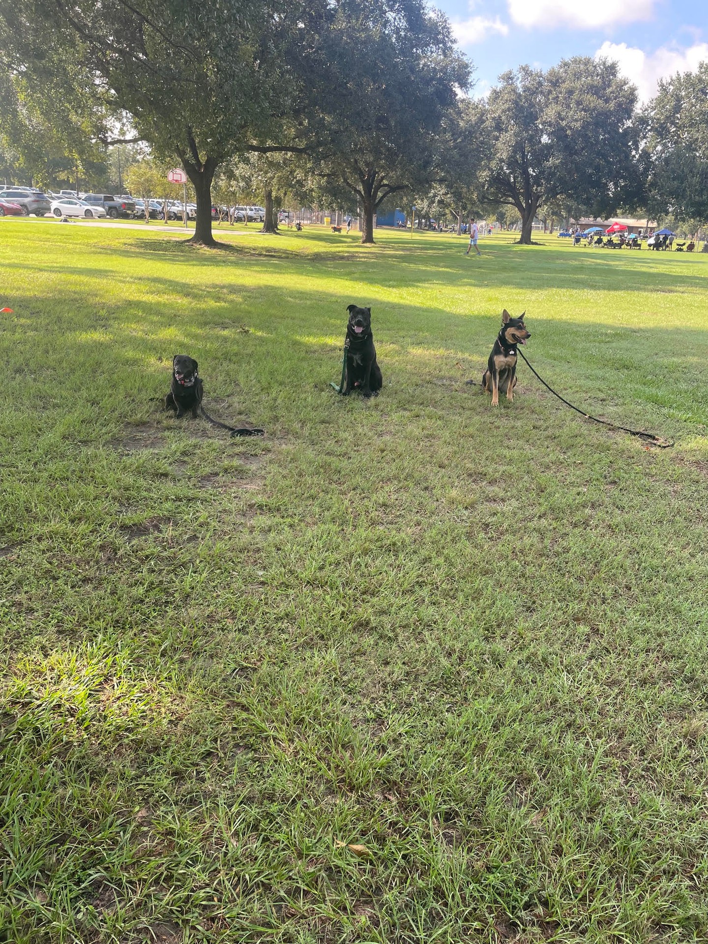 Obedience training can make a big difference in the type of places you'll trust your pup to be. Can you trust your pups around other dogs in other places? 