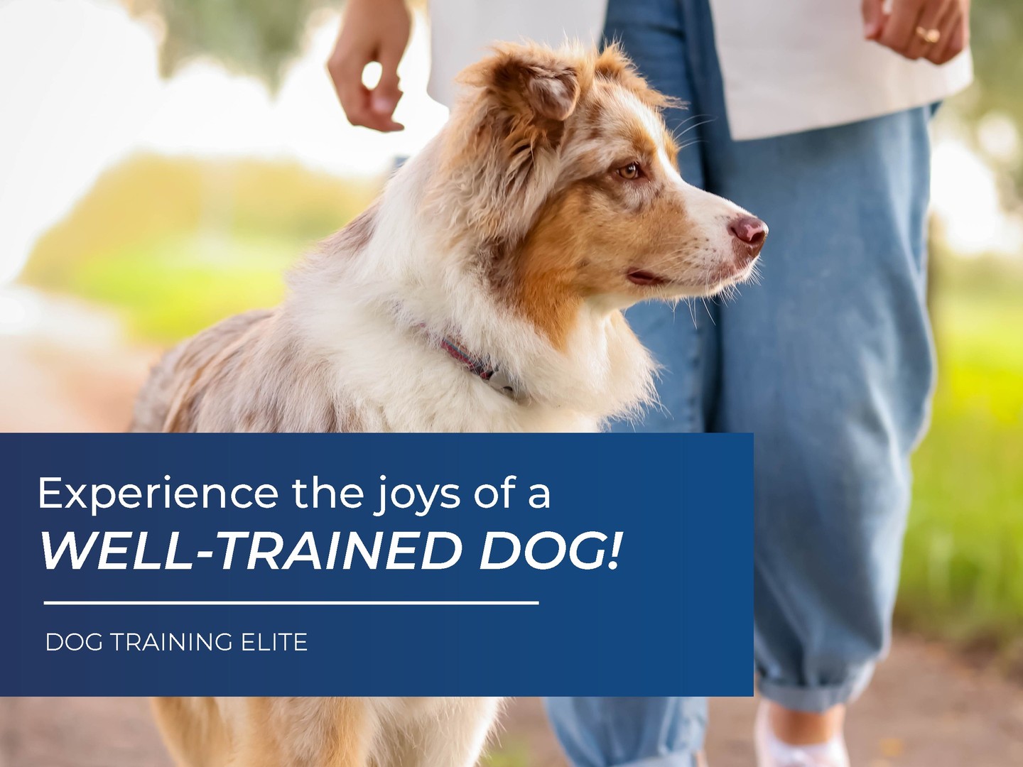 We well trained dog is a happy dog and we want your pup to be happy! Reach out today to see how we can help you reach your training goals! 