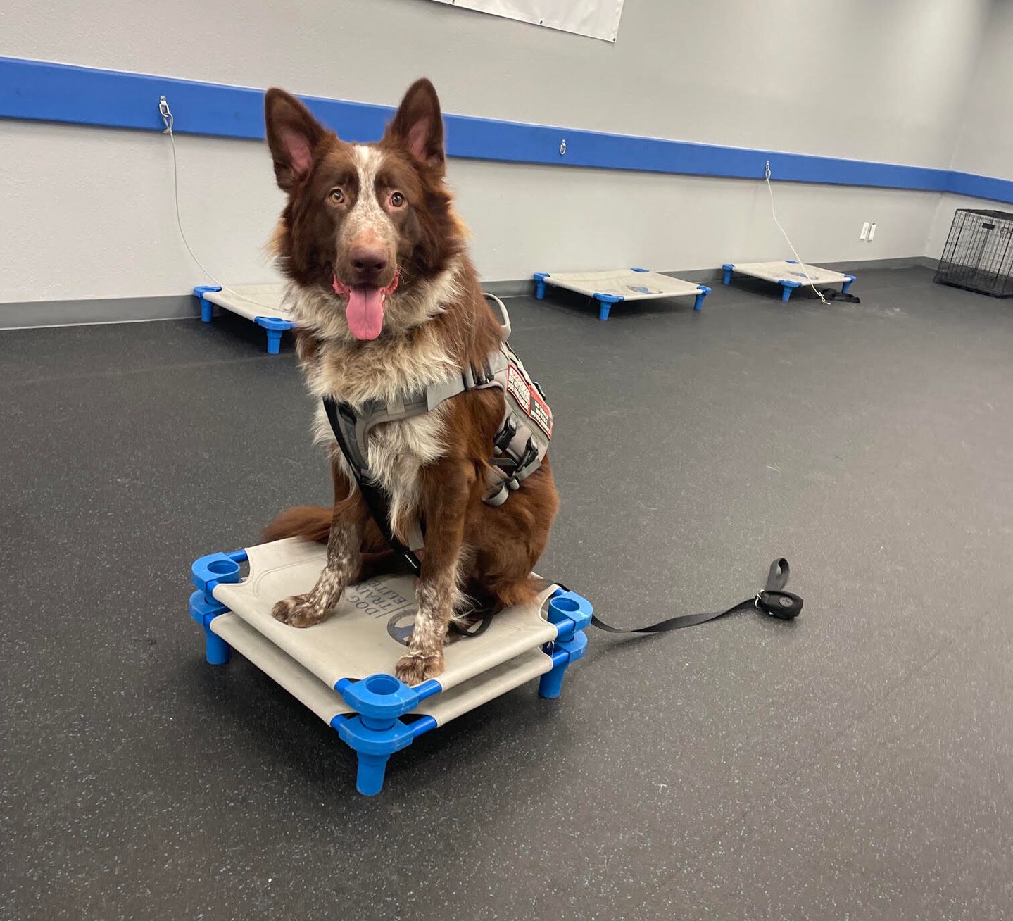 Iago is doing great at his boot camp! He's come so far even in just a week! We can't see how far he will go. 
