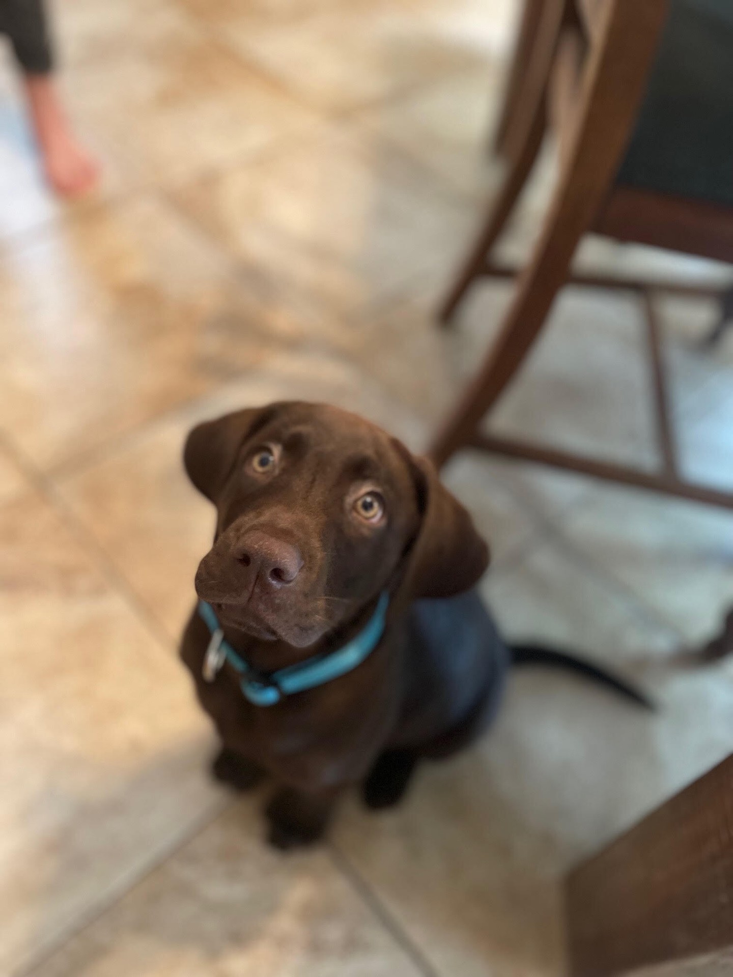 Barley is starting young to make sure bad habits don't form! Training starts from day one with your pup with teaching them boundaries. 