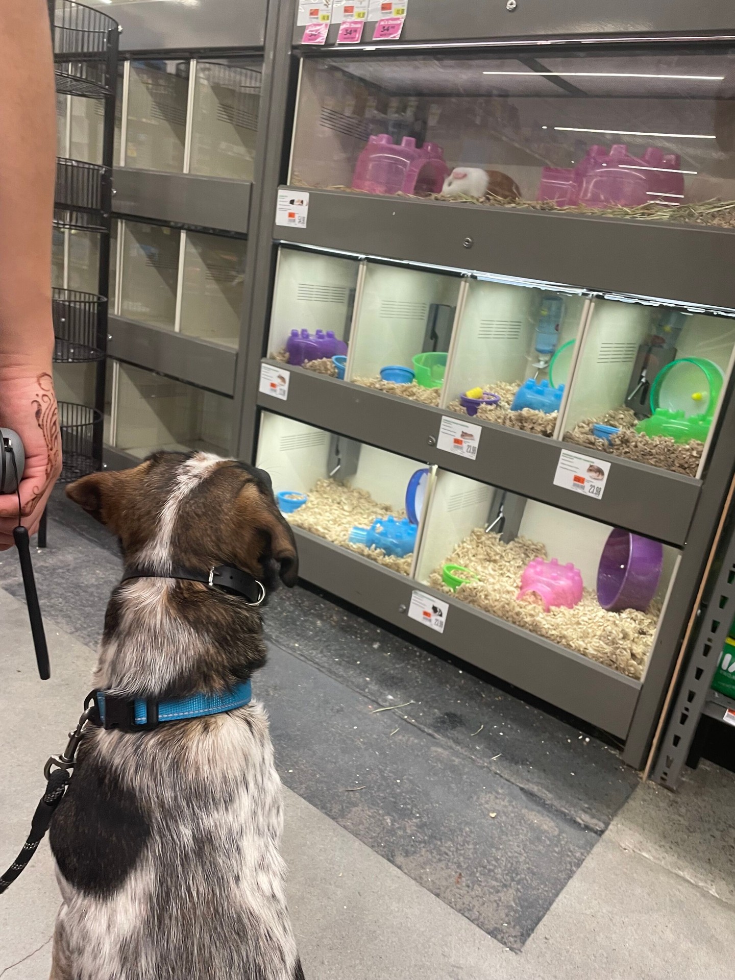 Outings are an amazing way to make sure your pup is able to handle every scenario thrown that them! 