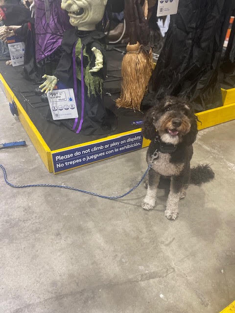 Halloween is coming up! We love seeing these decorations to help train pups to be confident even when they experience the strange things! 