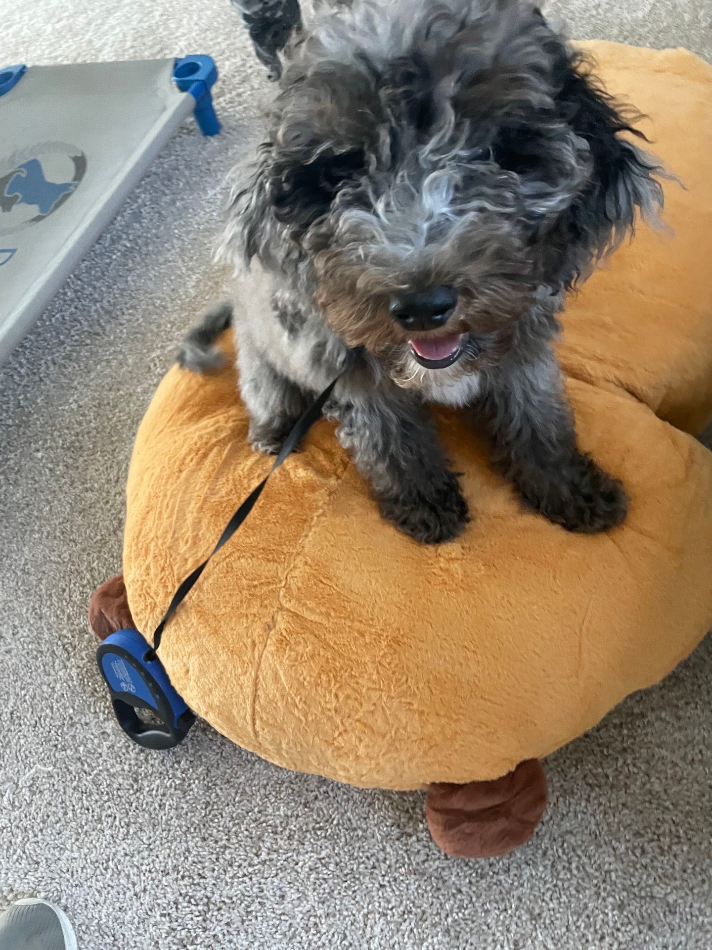 We are so happy to have Frannie as part of our pack! 