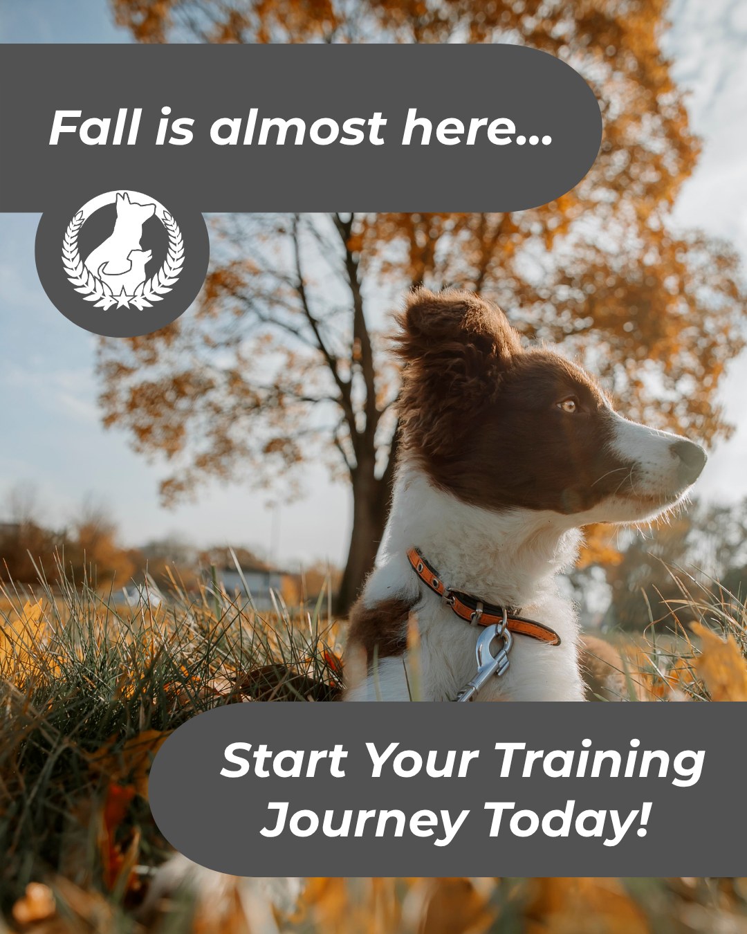 Fall is just around the corner and cooler weather is coming. Trust your pup to join you in all your fall adventures. 