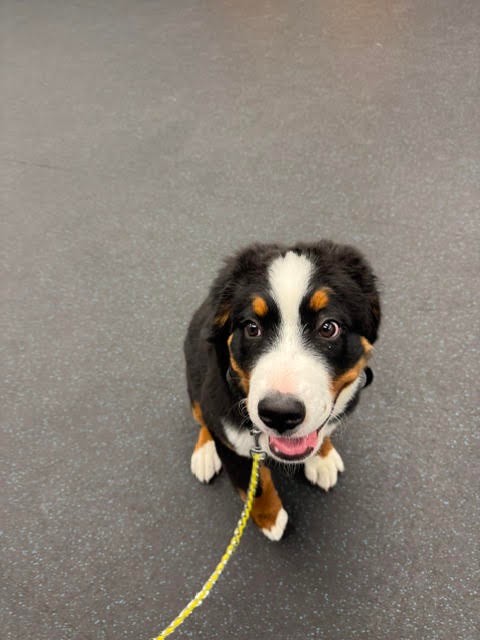 We've loved having Sunny here with us at our facility for her boot camp. She's getting those manners down to make her full grown life much easier for her owner. 