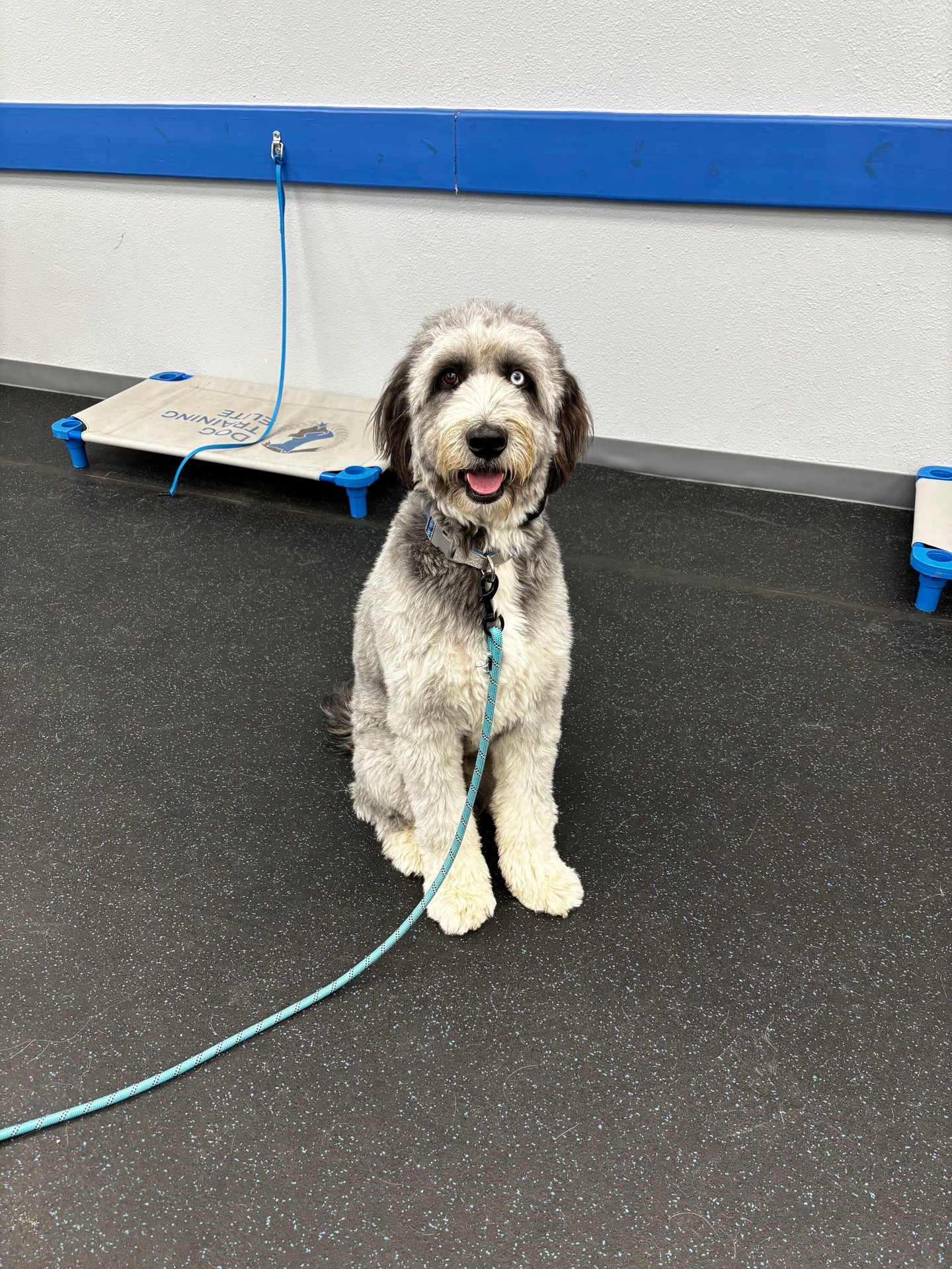 Maverick has done great at his bootcamp! We can't wait to see how he goes! 