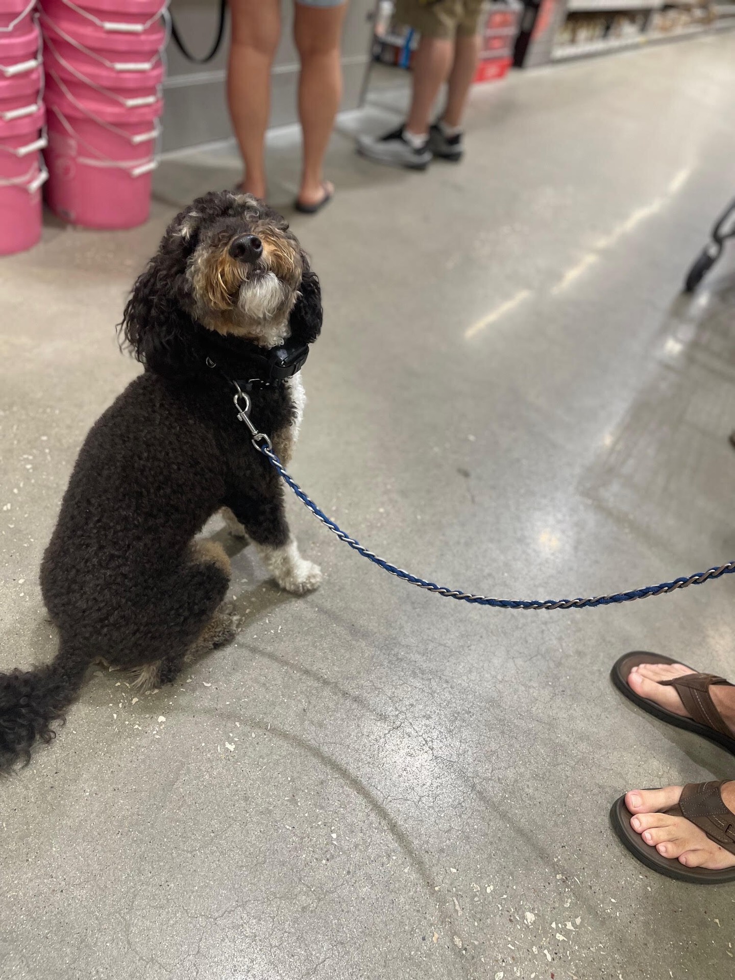 Getting your pup out to new places and around new people can help boost their confidence! 