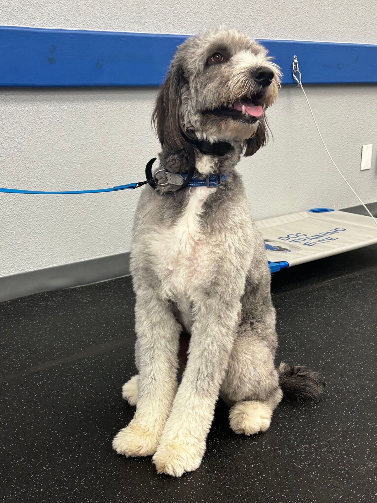 Maverick is a new member of our pack joining us at a boot camp for training! 