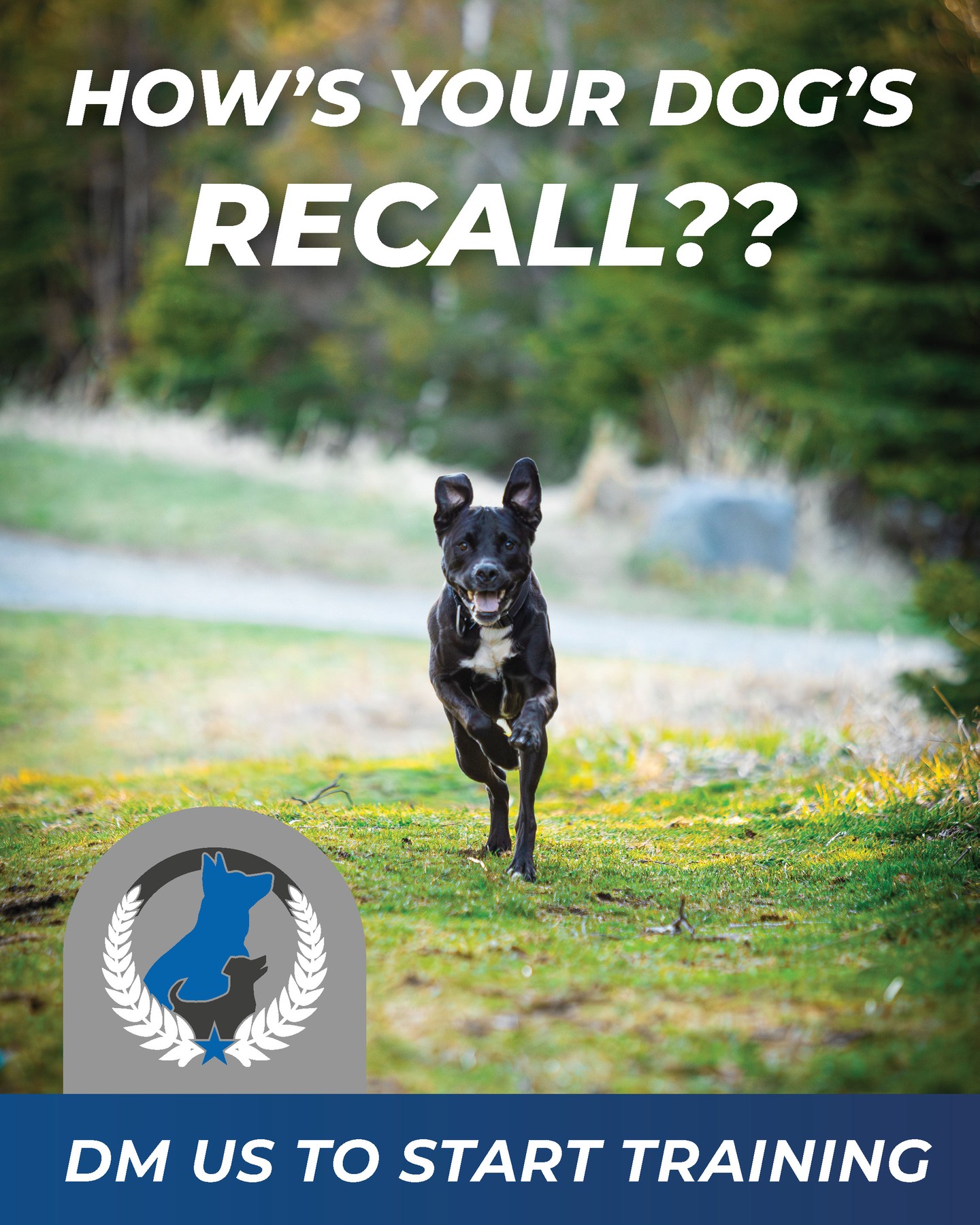 Can you trust your dog to come back when you say come. Keep them safe with strong recall. 