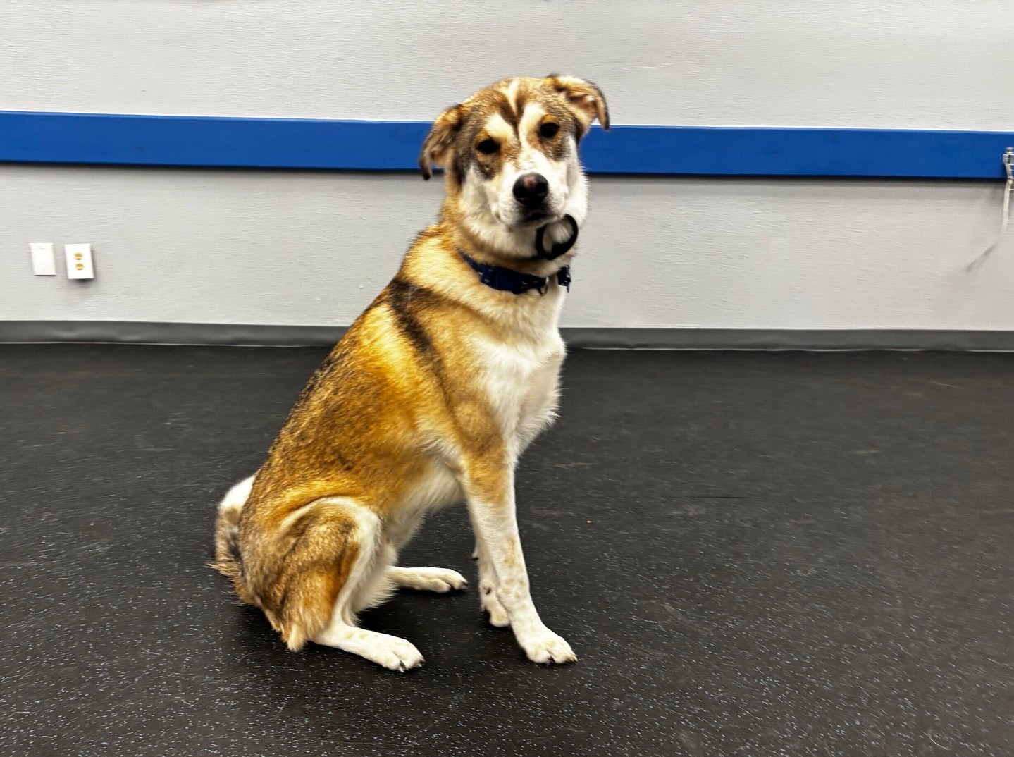 We are so happy to have Scott as a new member of our pack! 