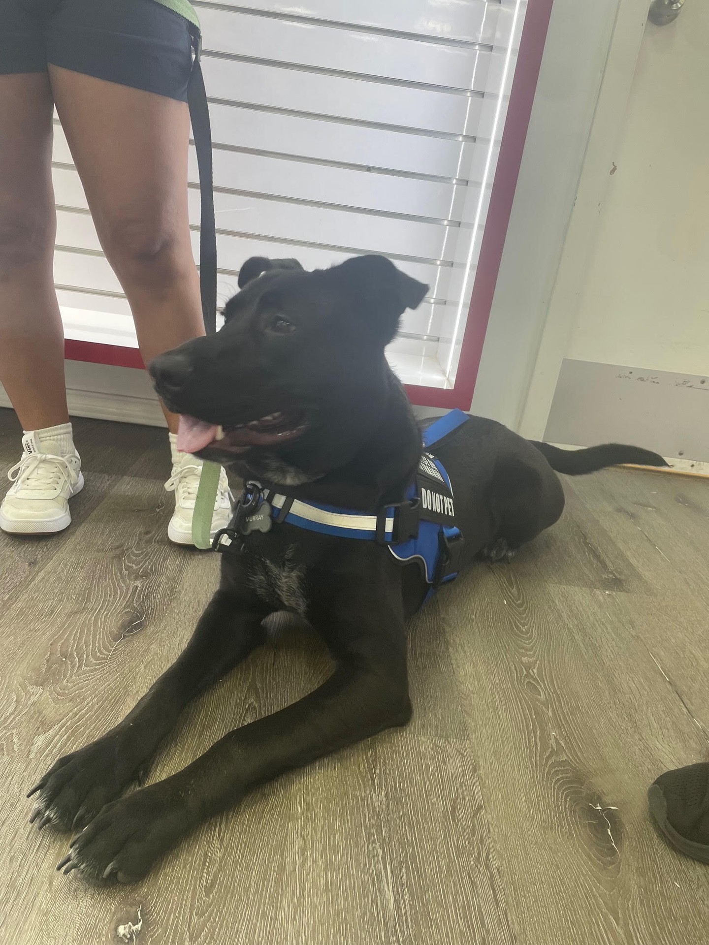 Murray is making great progress on his journey to being a service dog while practicing his public access! 