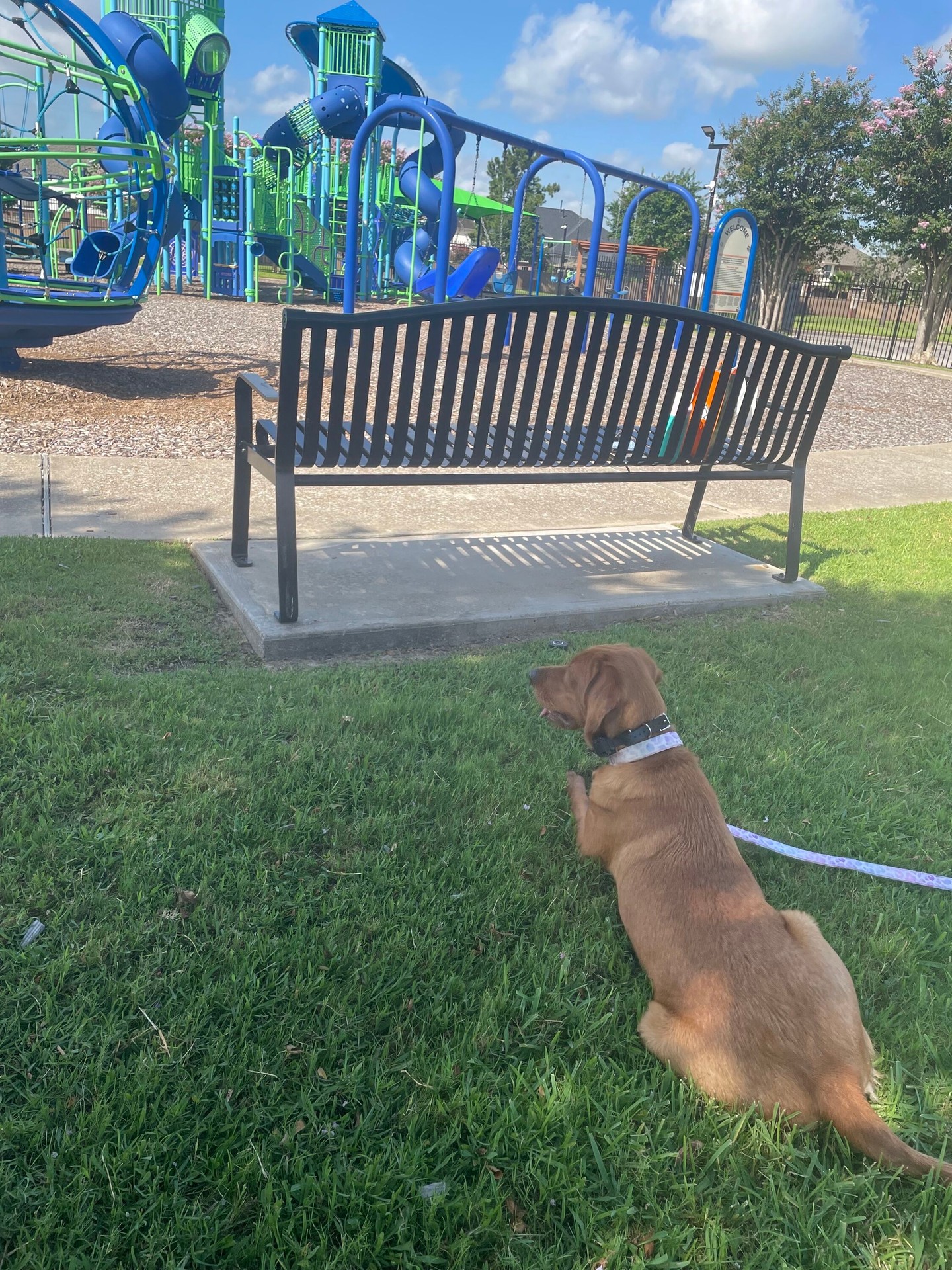 Working in environments your dog is not used to to make sure their behavior is solid in every situation. 