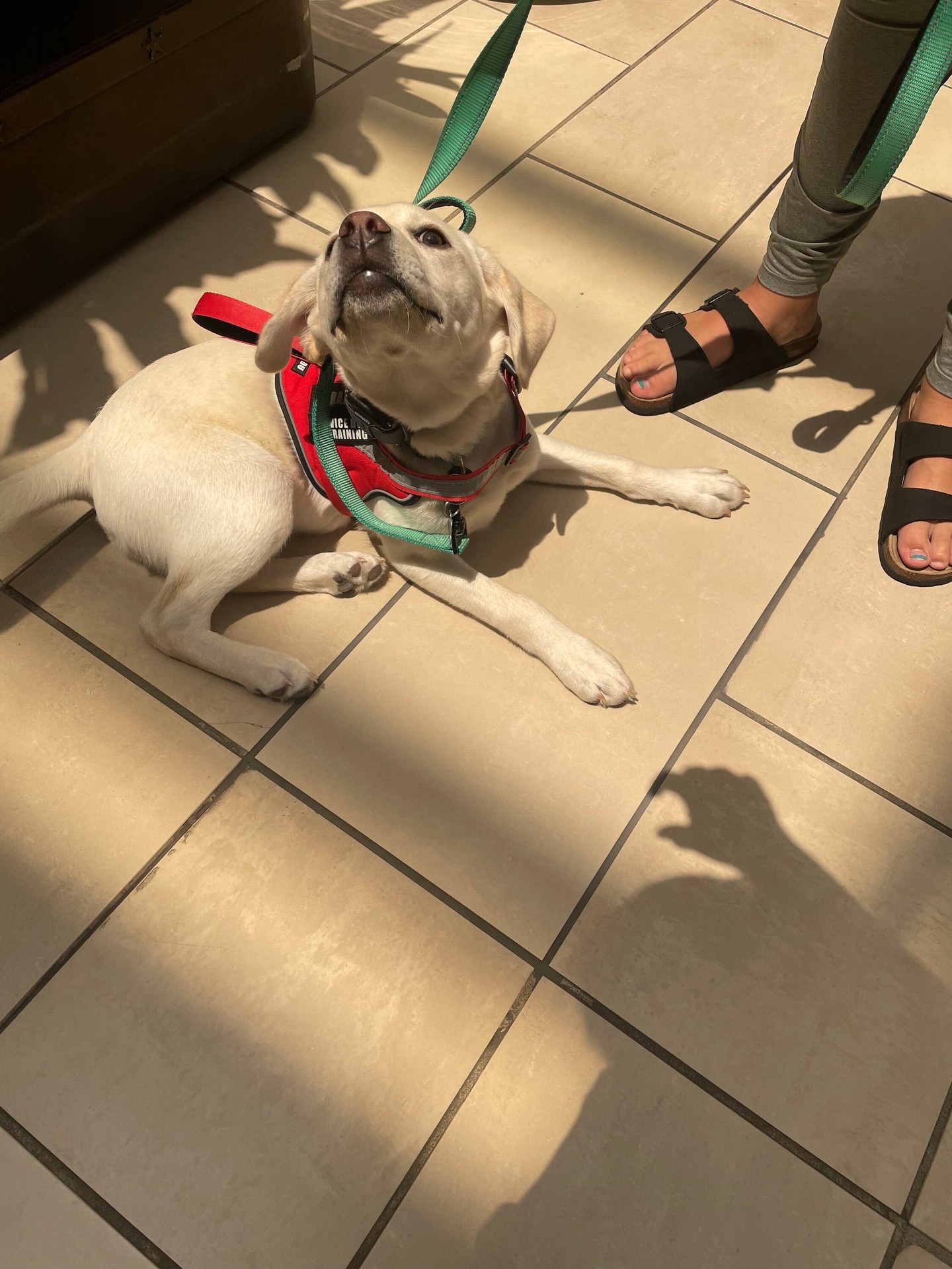 Public Access is great to start at an early age since your pups needs exposure to different sights and smells! 