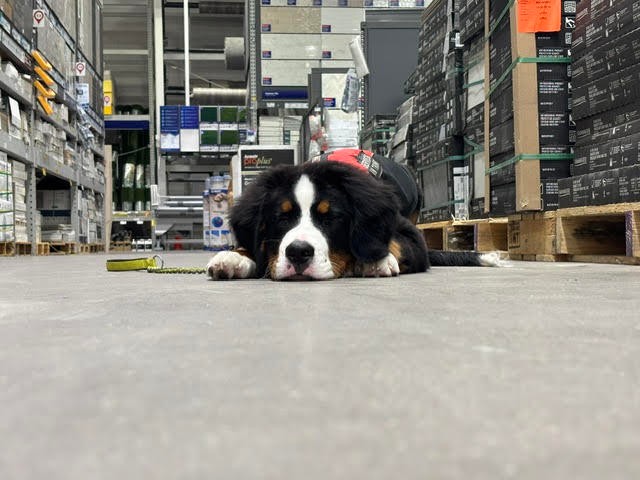 Sunny is officially onto public access with her and can't wait to see how great she will be at her tasks! 
