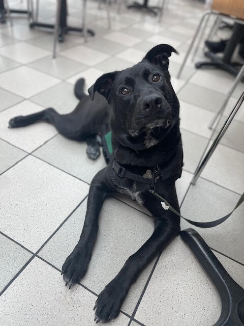 Murray is making major progress on his journey to be a service dog! So proud of how far he's come. He's passed his public access test and is not onto task training! 