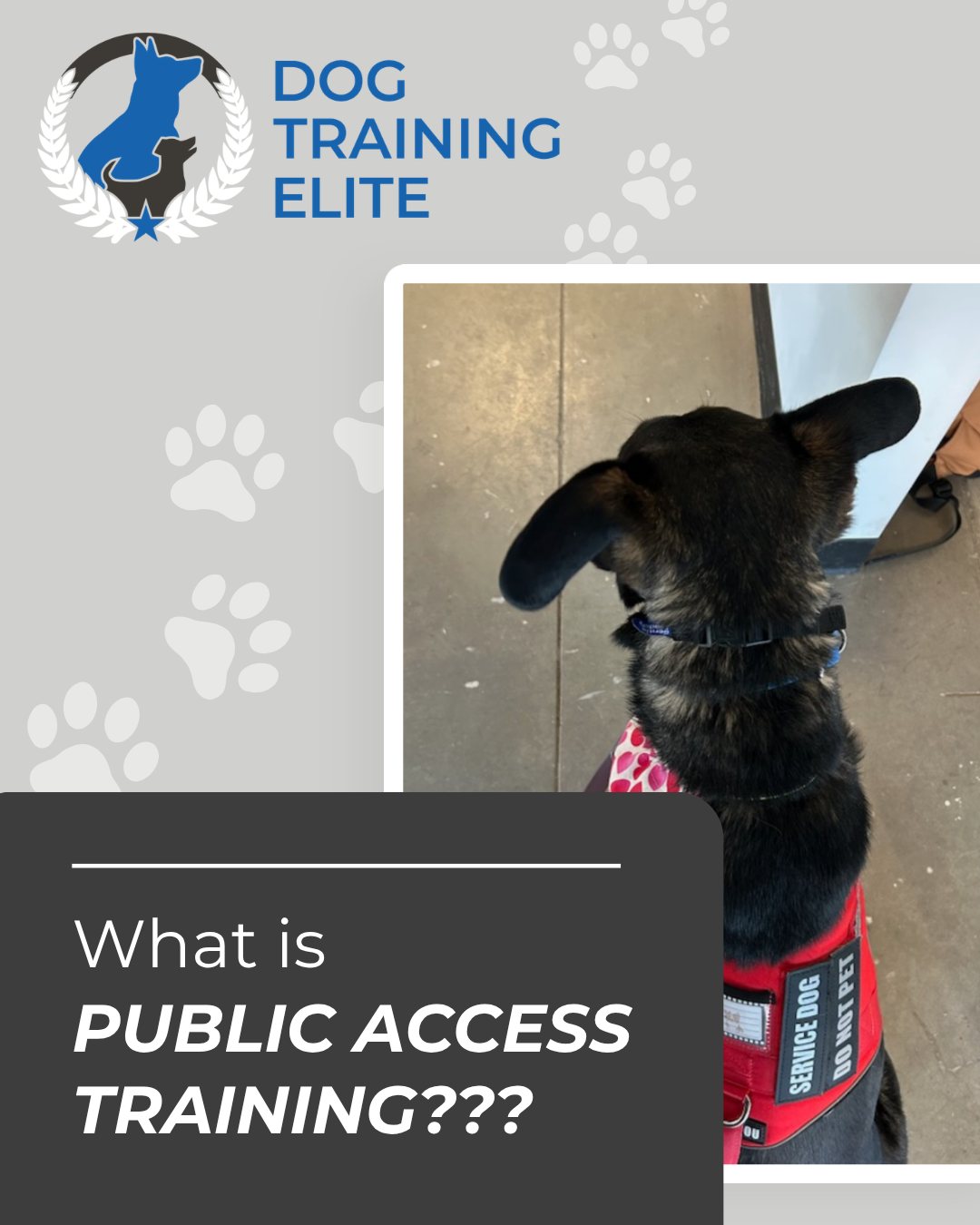 Public access training teaches a dog to behave calmly, politely, and reliably in everyday public places, such as stores, restaurants, parks, and busy sidewalks and trails.

It's essential for service dogs, and it's valuable for any dog who needs to be a good citizen out in the world.

Training typically covers:
✔️ Loose-leash walking through crowds
✔️ Ignoring food, people, and other dogs
✔️ Settling quietly under tables and in waiting areas
✔️ Handling new sounds, surfaces, and surprises
✔️ Responding reliably to handler cues

The goal is a dog who stays focused and relaxed anywhere you go, so outings are safer and less stressful for everyone.

Ready to get started? Call or message us to book a consultation. 🐾

