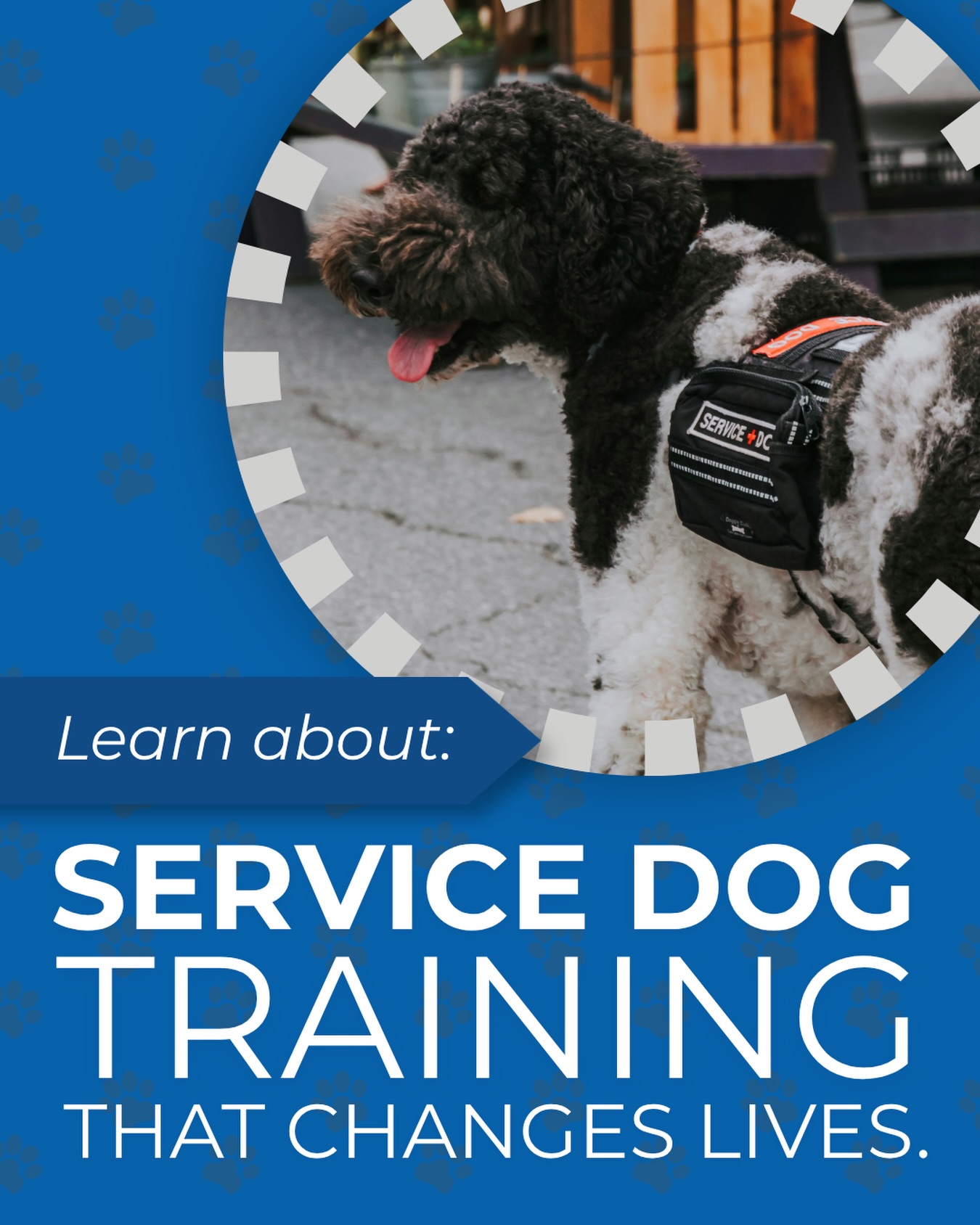 🐾 Service Dog Training That Changes Lives

Looking for service dog training in West Michigan? At Dog Training Elite West Michigan, our specialty is psychiatric service dog (PSD) training.

Psychiatric service dogs can be trained to assist people living with autism, anxiety, depression, OCD, PTSD, and other mental health or psychiatric conditions through specific, trained tasks and reliable support.

We help dogs and their handlers develop the obedience, public access skills, focus, and reliability needed to become a successful service dog team.

Serving Grand Rapids, Muskegon, Grand Haven, Holland, and surrounding West Michigan communities.

📲 Learn more about psychiatric service dog training: dogtrainingelite.com/west-michigan

