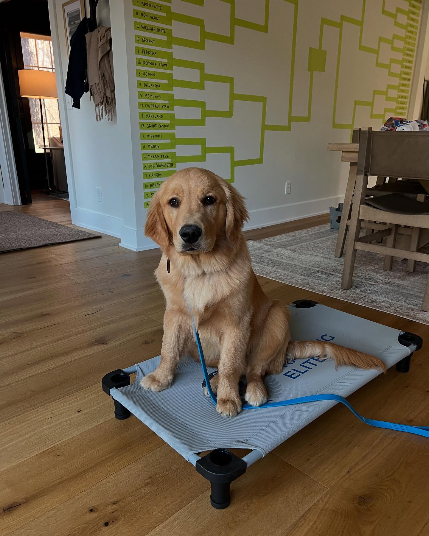 ✨🏀March Madness with Moose! 🫎🦮

🐾Moose is ready to make his picks! Who needs a bracket when you’ve got a golden retriever with this much wisdom? Whether you’re rooting for the underdog or a top seed, we know Moose has the winning strategy—stay focused, follow the game plan, and never lose sight of the goal (or the treat)!🦴

Who’s your pick to take it all this year? Let us know in the comments! ⬇️

