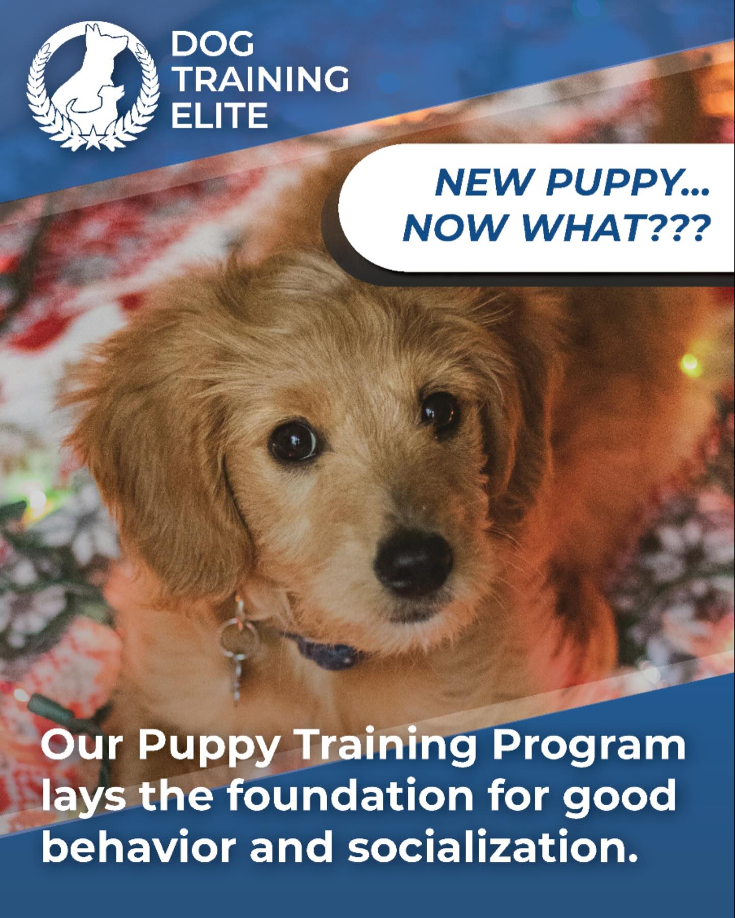 💙🐶 New Puppy at Home? Let&rsquo;s Set Them Up for Success! 🐾🤍

A new puppy brings so much joy &mdash; and plenty of challenges. Those early weeks shape who they&rsquo;ll become, and we&rsquo;re here to help you start strong.

At Dog Training Elite West Michigan, we guide families through every stage:

🔹 Puppy foundations &mdash; potty training, crate confidence, leash manners, and early obedience
🔹 The challenging teenage phase &mdash; teaching impulse control and preventing bad habits
🔹 Lifelong obedience &mdash; reliable skills and manners that carry your dog through adulthood

With structure, clear communication, and our balanced training approach, your puppy can grow into a calm, confident, well-mannered dog you&rsquo;re proud to take anywhere.

📲 Start smart. Train early. Stay consistent. Schedule your FREE assessment today!

👉 Serving Grand Rapids, Muskegon, Holland, and surrounding areas
dogtrainingelite.com/west-michigan