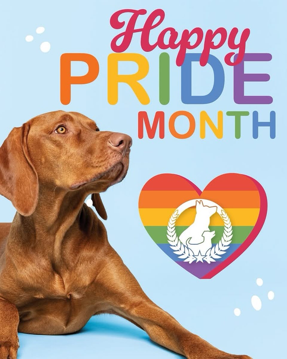 🌈 Happy Pride Month!
At Dog Training Elite, we believe love and respect should be unconditional—just like a dog’s loyalty. This month and every month, we stand with the LGBTQ+ community. 🐾❤️

