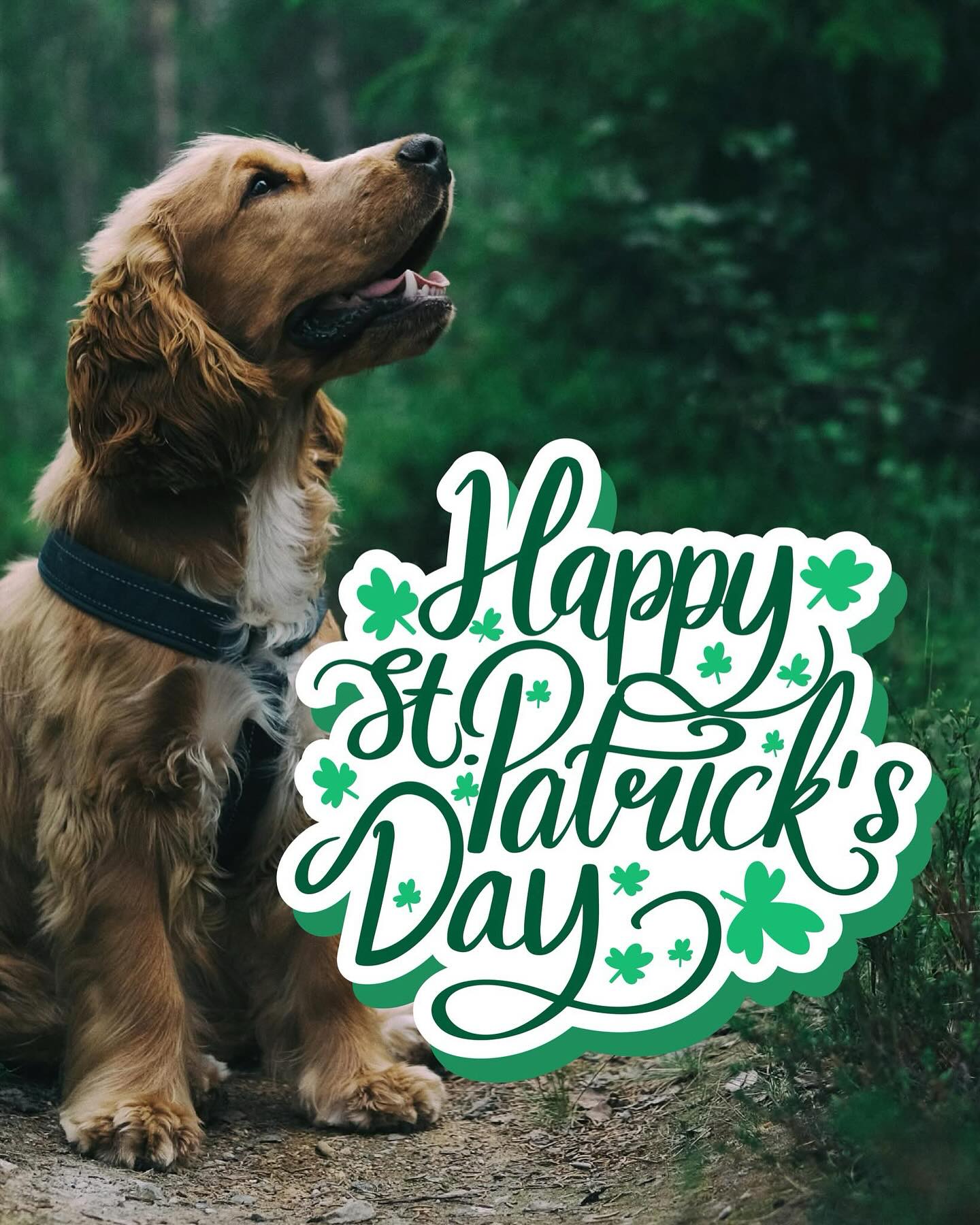 🍀 Happy St. Patrick’s Day from Dog Training Elite! 🍀

May your day be filled with luck, laughter, and well-behaved dogs! Training obedience, service dogs or therapy dogs isn’t about luck—it’s about consistency, leadership, and the right guidance. Need help in turning your pup into a pot of gold? We’ve got you covered in your own home in West Michigan, from Grand Rapids, Muskegon, Holland or anywhere in between. Contact us today!🍀🌈🐾

📱Text or Call: 616-600-1393 
🔗Visit: dogtrainingelite.com/west-michigan 

