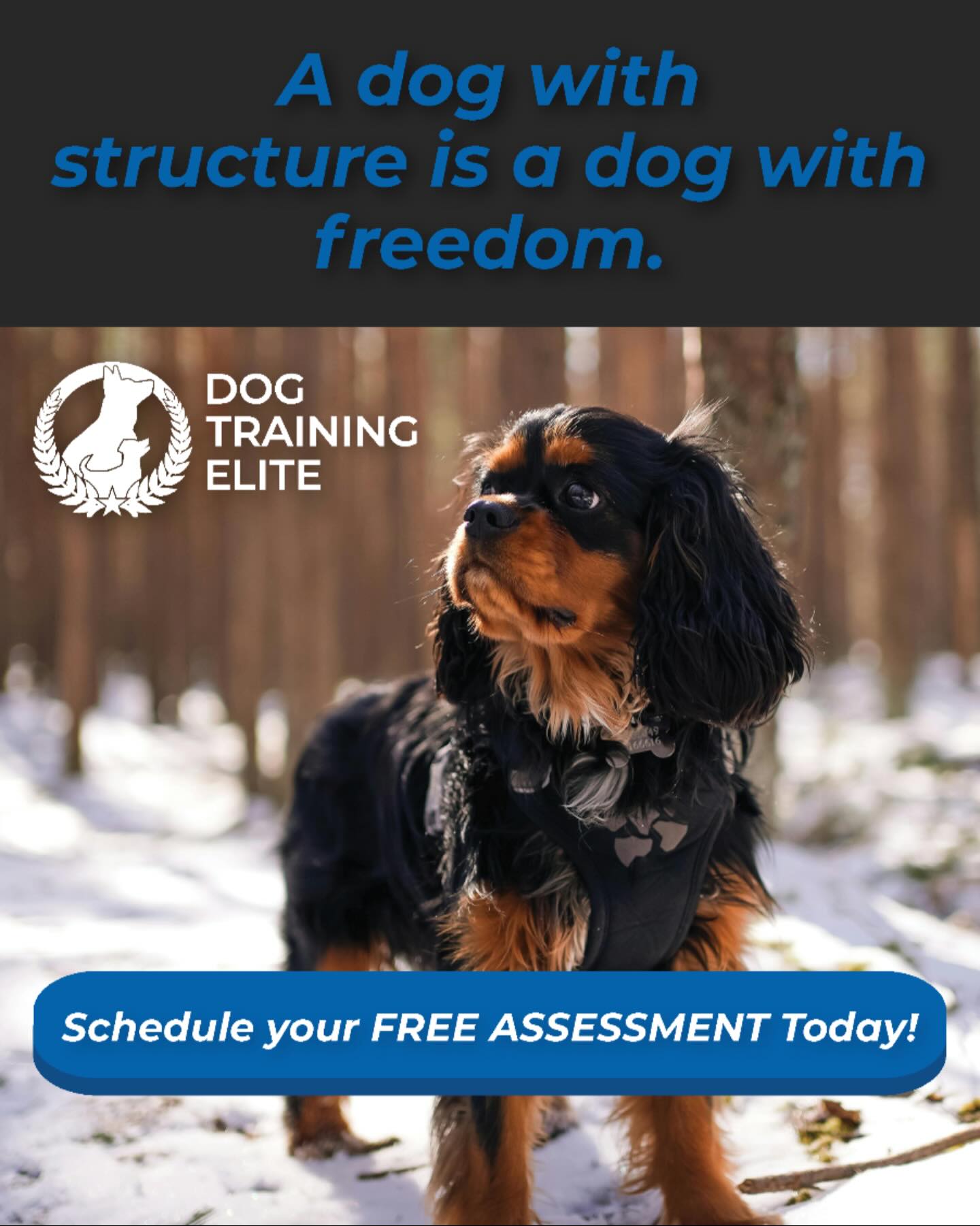 ✨ A dog with structure is a dog with freedom.

When dogs understand what&rsquo;s expected of them, the world opens up:
🌟 More adventures
🌟 More confidence
🌟 More reliability in any environment

At Dog Training Elite West Michigan, we teach dogs how to succeed in everyday life&mdash;so they can enjoy more freedom at home and out in the world.

📍 Serving Grand Rapids, Muskegon, Holland & surrounding areas
🐾 Schedule your FREE assessment today!
👉dogtrainingelite.com/west-michigan

