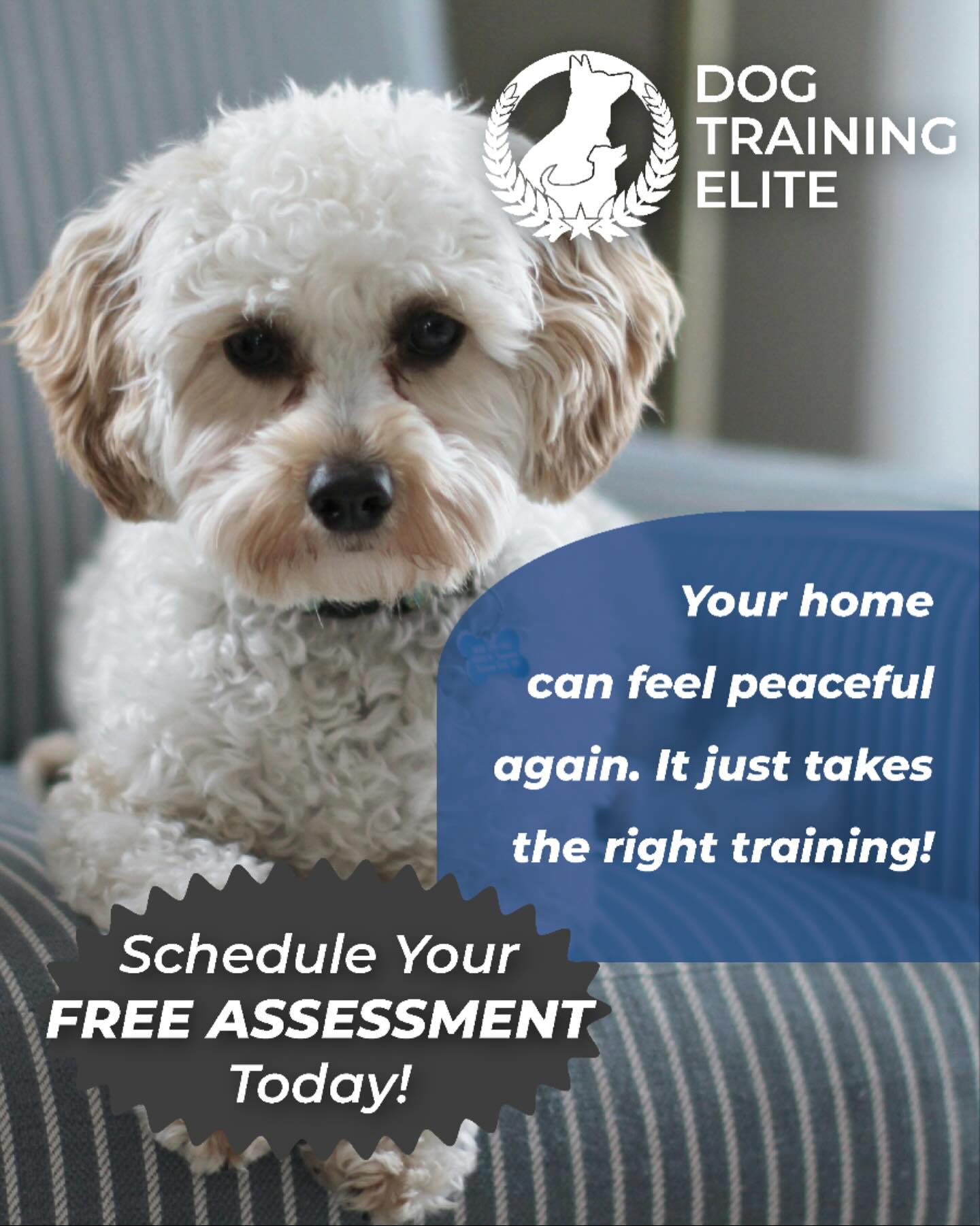 Your home can feel peaceful again &mdash; it just takes the right training and the right plan. 🐾✨

From jumping and chaos to calm and responsive, we&rsquo;ll guide you every step of the way.

Schedule your free assessment today and start transforming life at home.
👉 Serving Grand Rapids, Muskegon, Holland, and surrounding areas
dogtrainingelite.com/west-michigan

