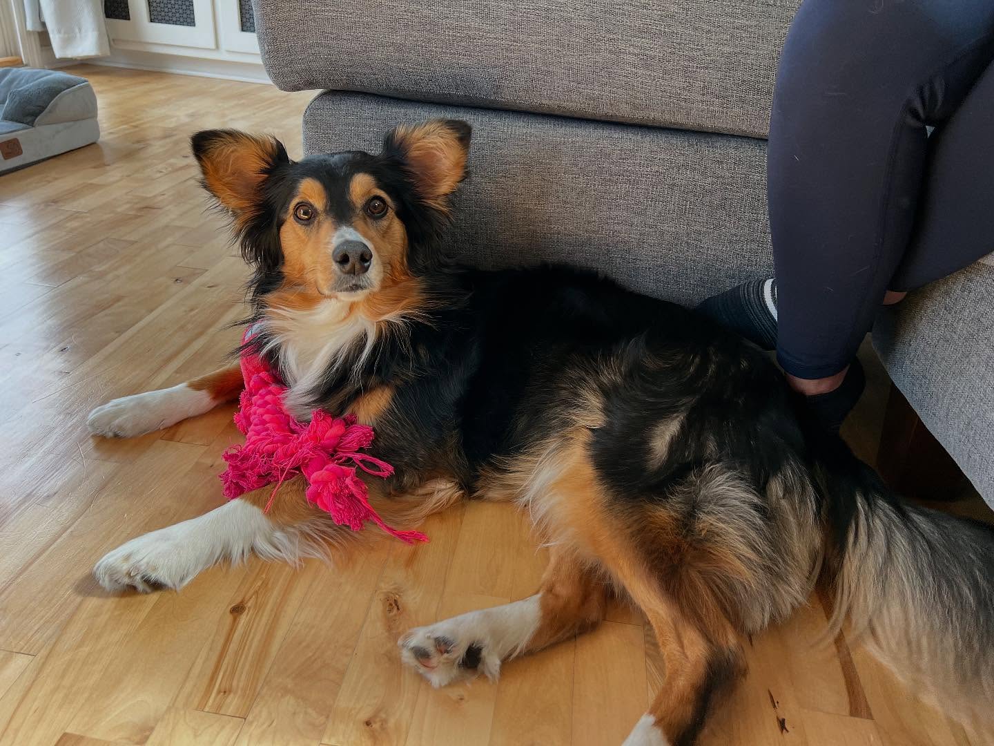 Meet Bailey!🐾This adorable rescue is working hard on her manners and making great progress. We’ve been working closely with her family to shape the behaviors they want and correct the behaviors they don’t want so Bailey thrives at home. From frustrating habits to focused success—she’s well on her way! ✨

📱Text or Call: 616-600-1393 
🔗Visit: dogtrainingelite.com/west-michigan 

