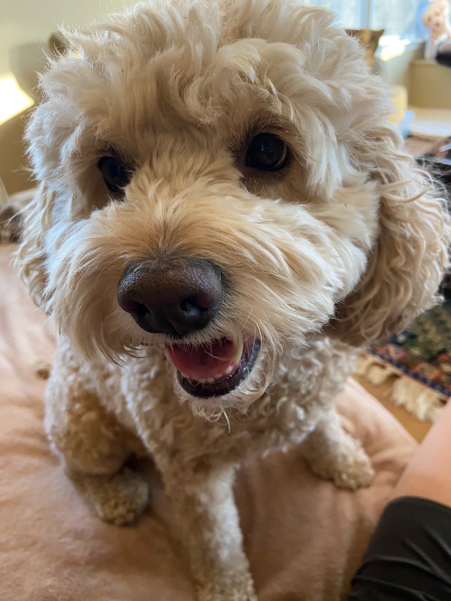 The sweetest smile! Hope everyone’s having a great week 😄 ft. Dougal

