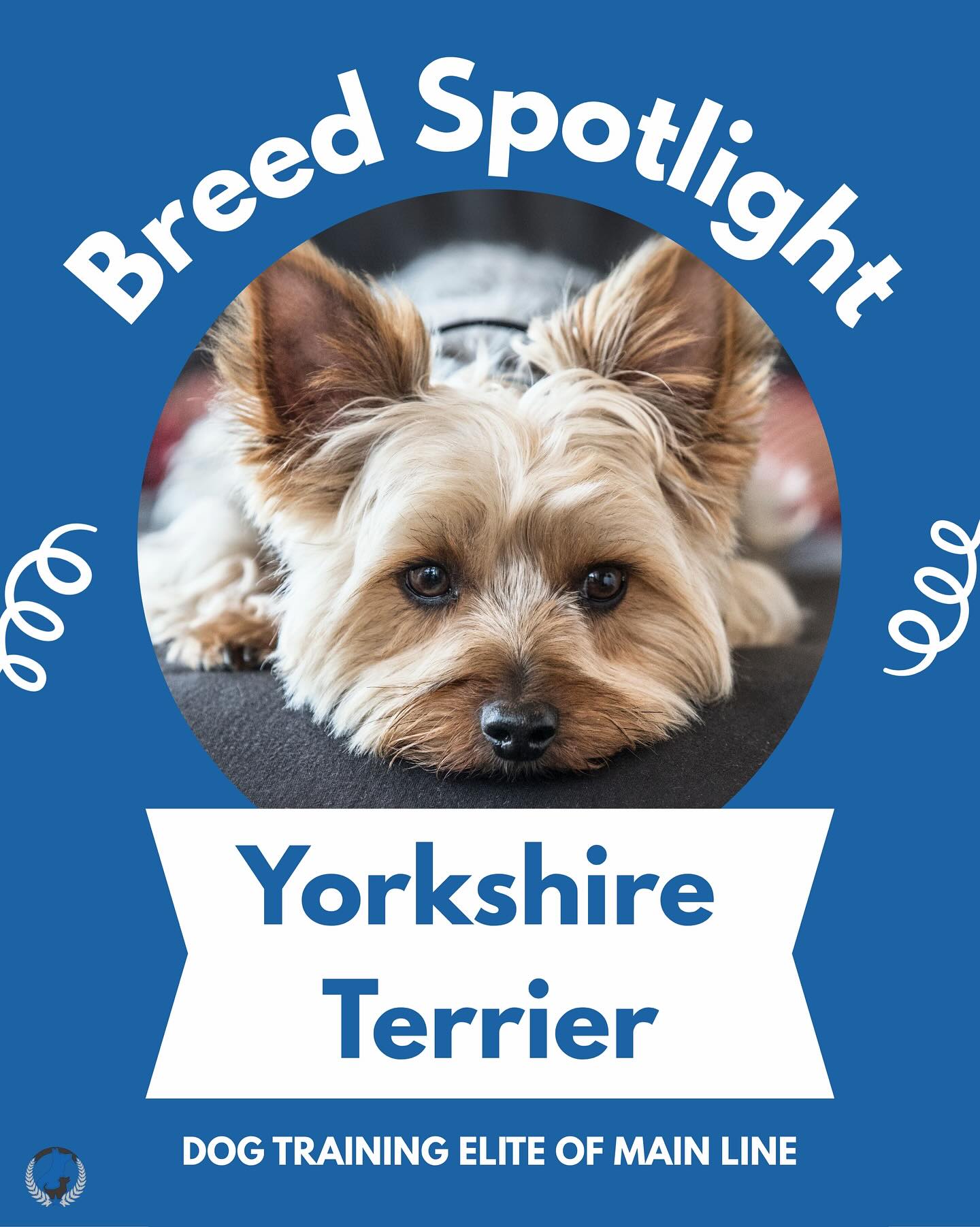 Breed Spotlight: Yorkshire Terrier! Small in size but big in personality, Yorkies are known for their confidence, intelligence, and affectionate nature! 💕 With their silky coats and bold spirit, they’re always ready to take on the world, or snuggle up in your lap.

Do you have a Yorkie? Tell us your favorite Yorkie story below! 👇🎀

