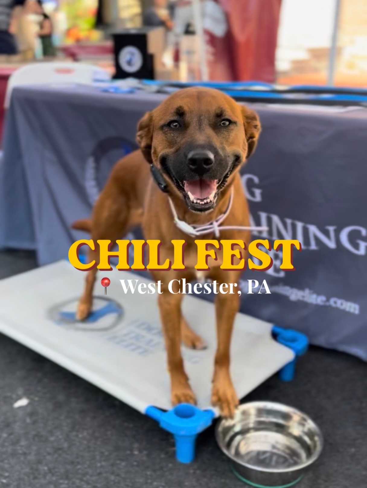TOMORROW, 10/18! 🌶️ We&rsquo;re headed to the West Chester Chili Fest! @westchesterchilicookoff_f4 

Come meet us, talk all things dog training, and discover how we can help you build better behavior and a stronger bond with your dog.

Questions? DM us or tap the link in bio to request a FREE assessment. 
