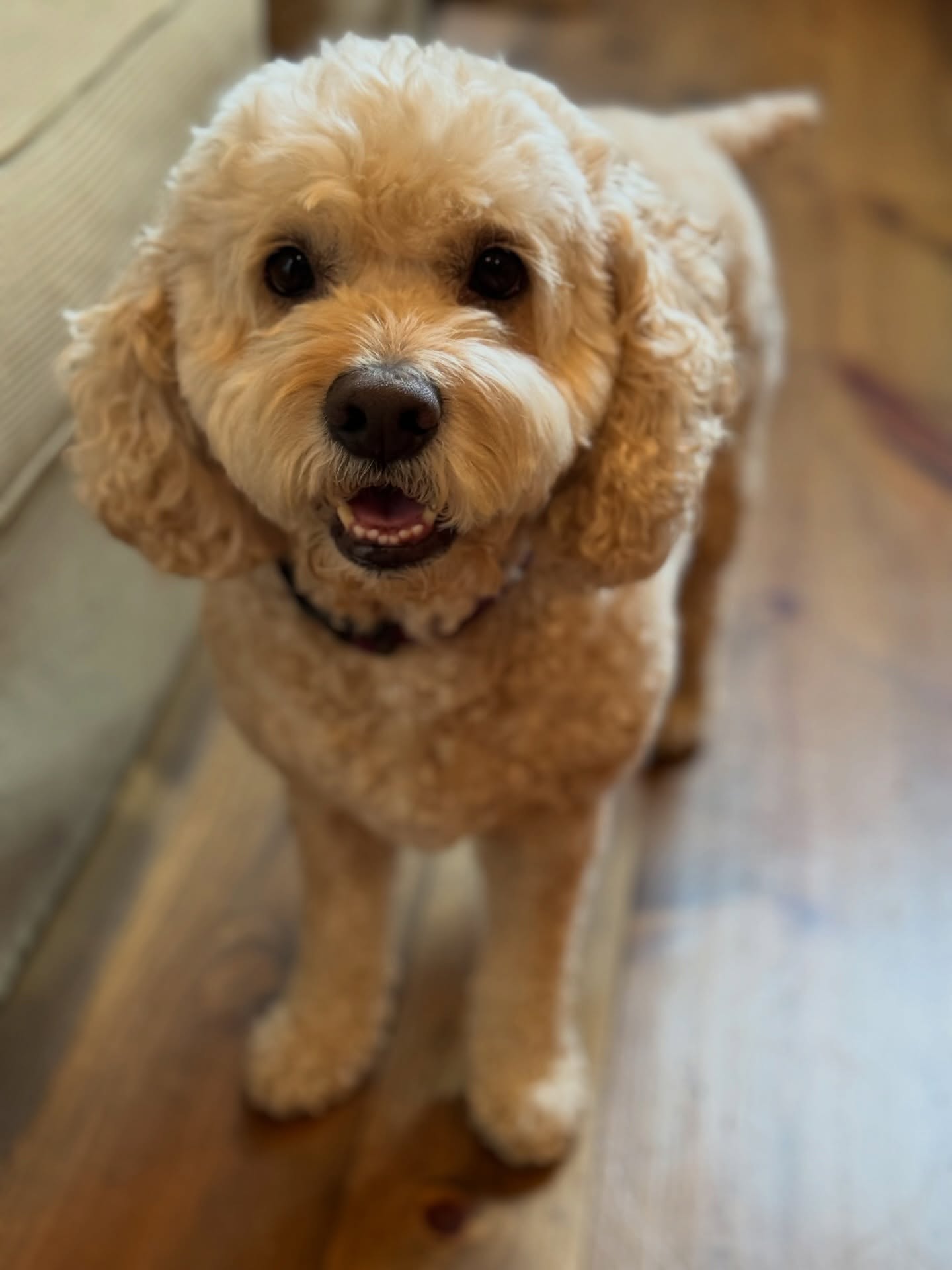 Wishing all a warm and happy Tuesday from Dougal 🐶🌟